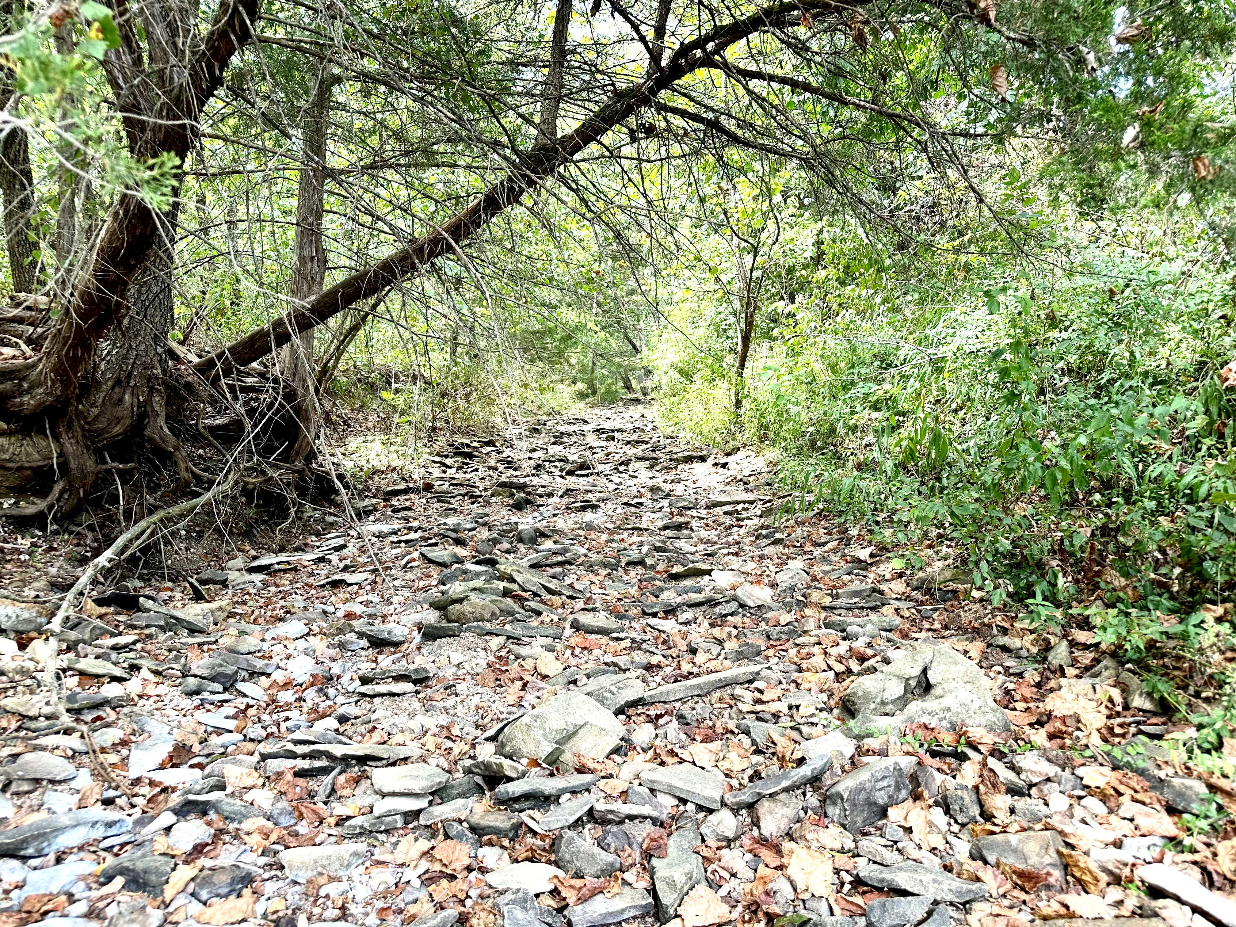 Hickory Hill Hollow