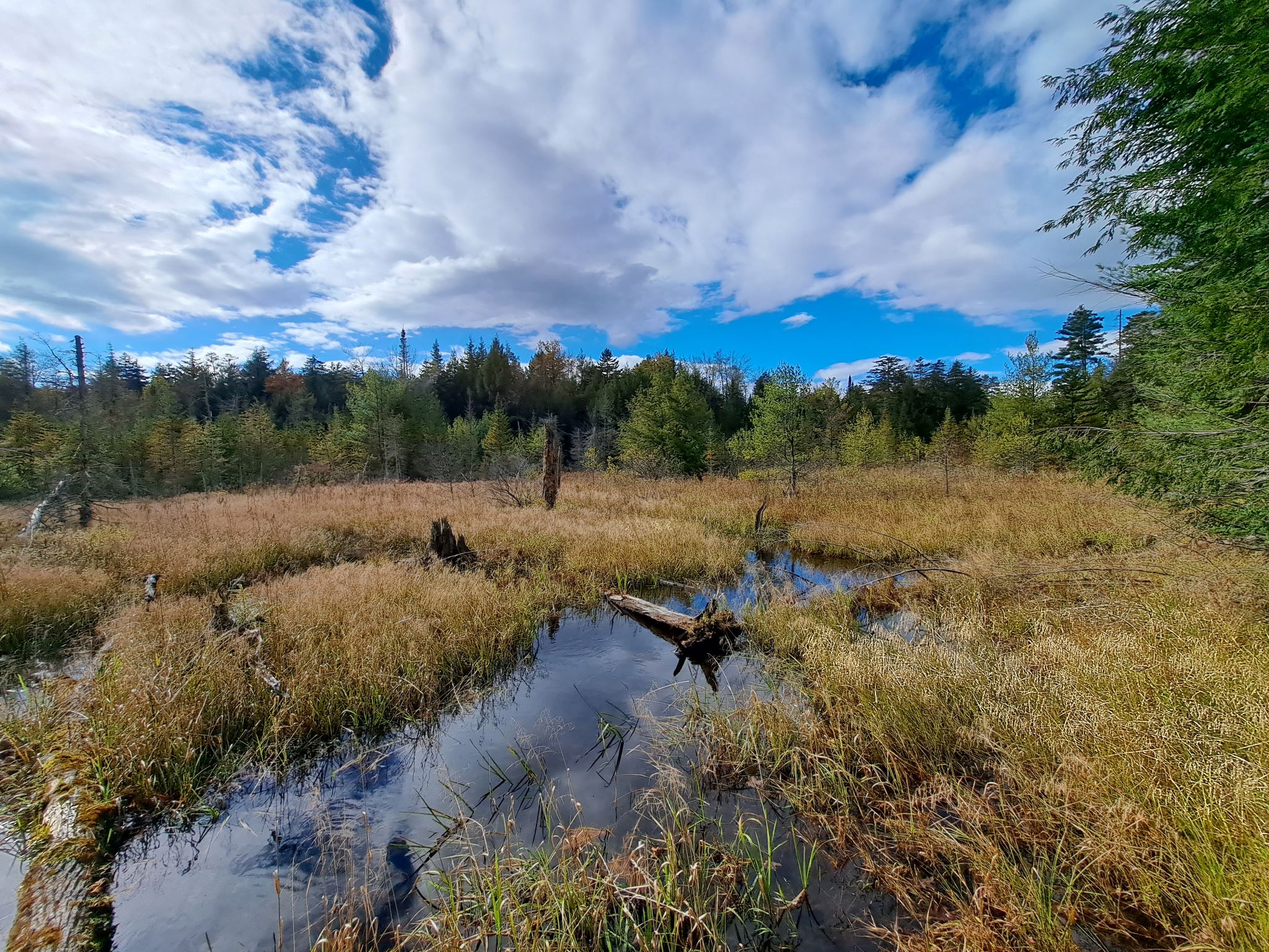 Hudson River Woods & Water
