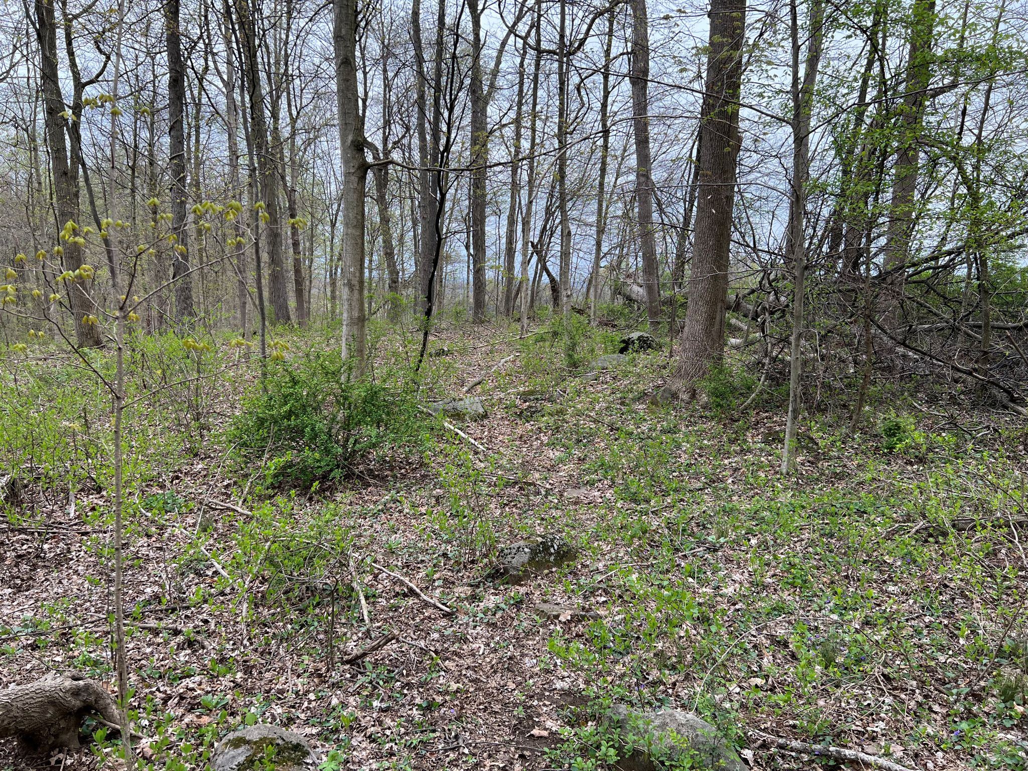 Etown Woodlands