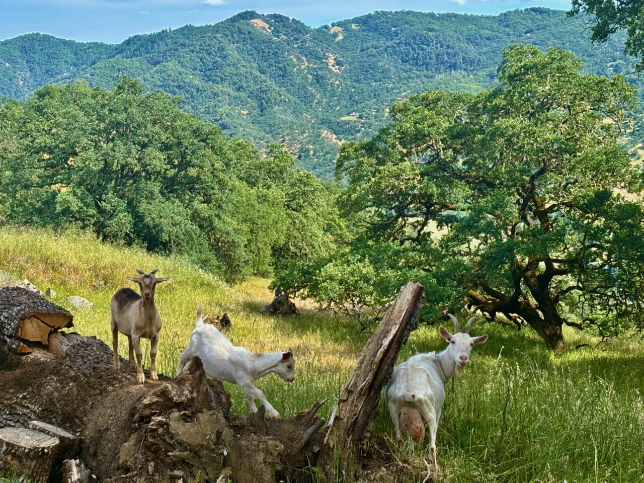 McNab Crag Ranch