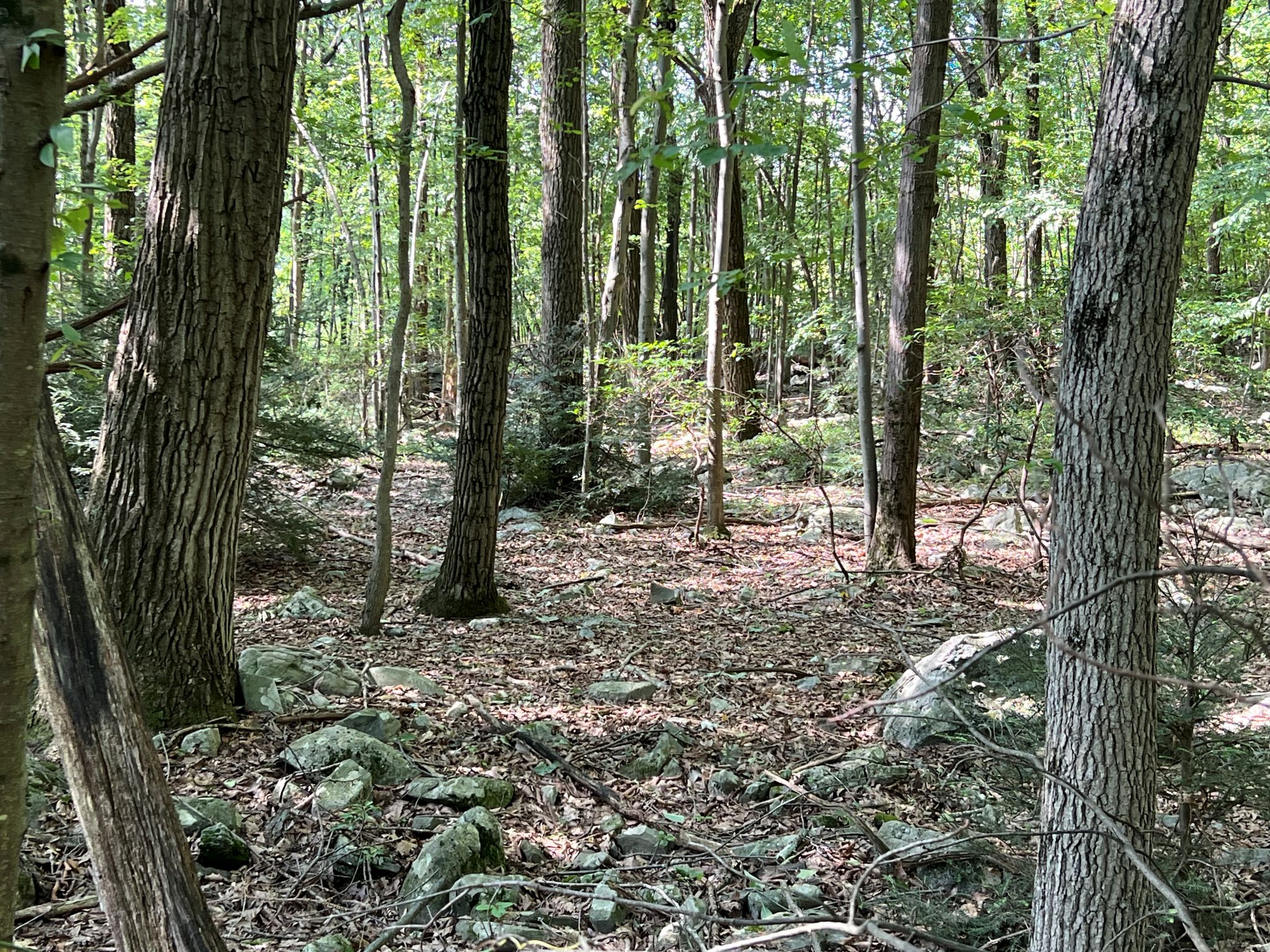 Pocono Area Gem