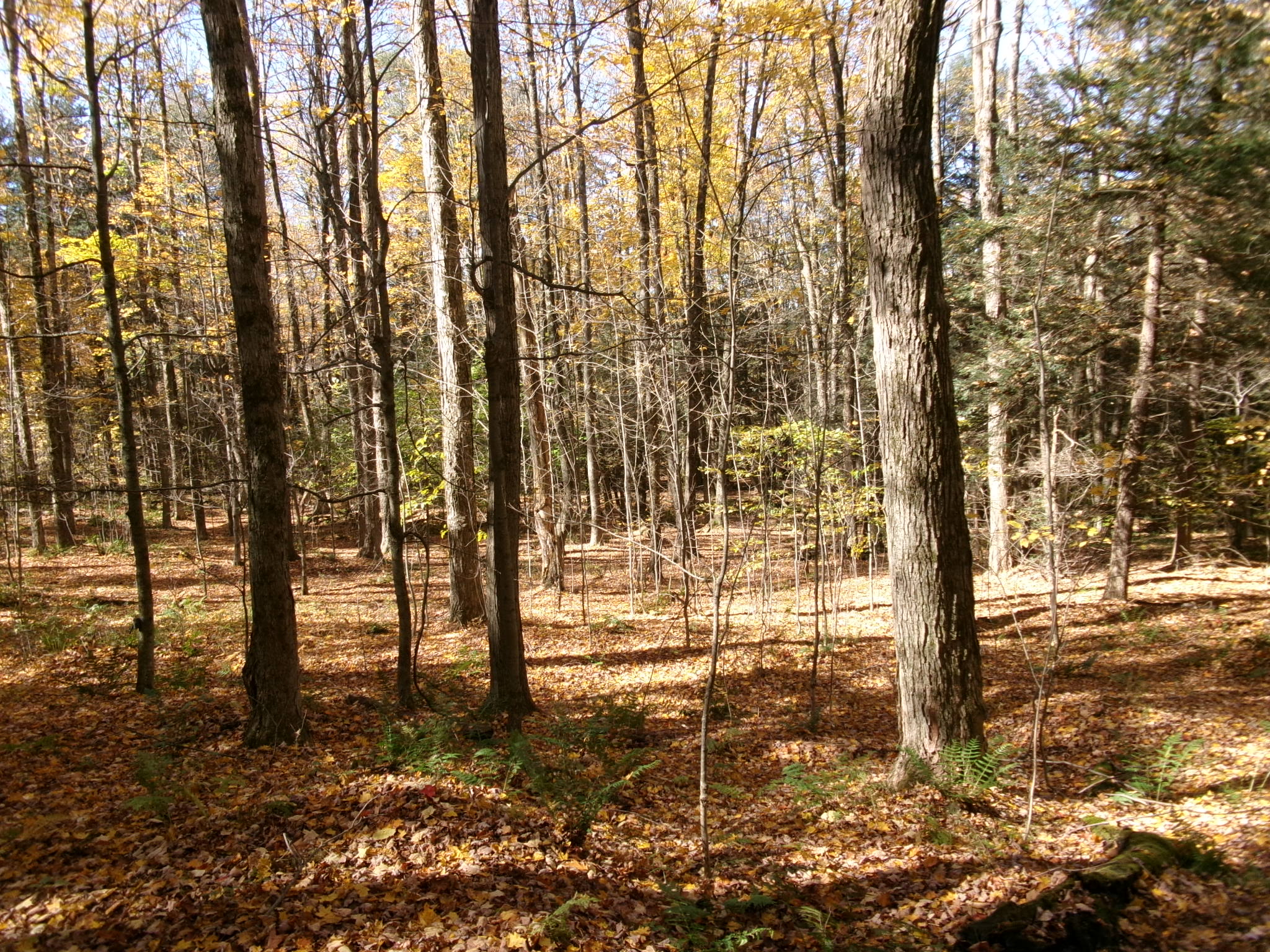Listing Image 46