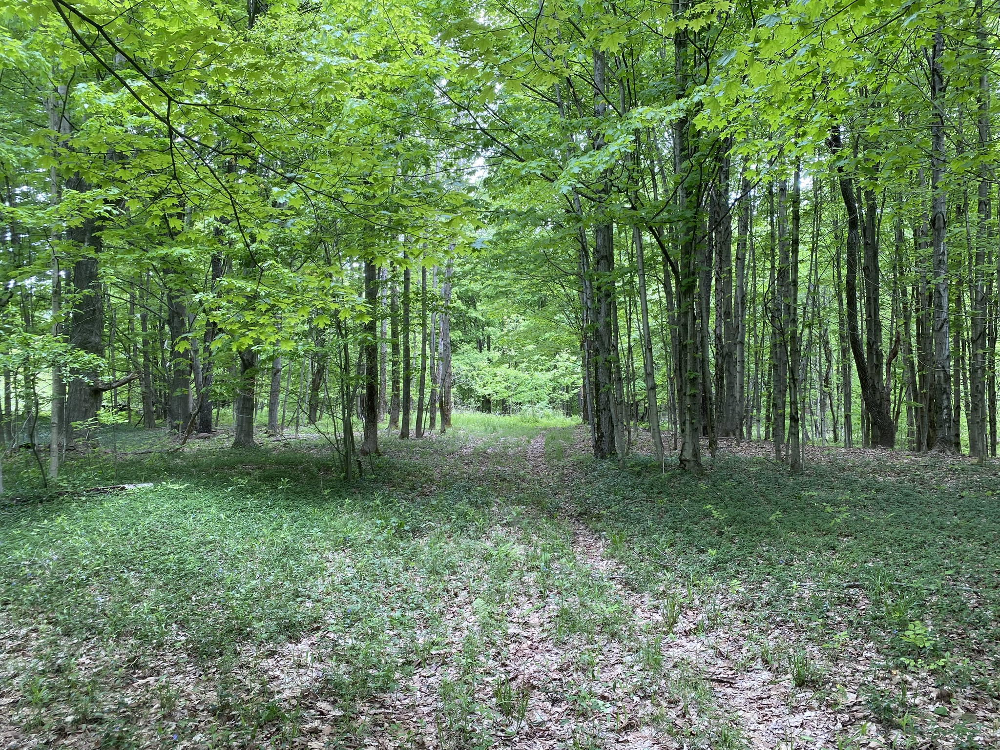 Little Salmon River Country