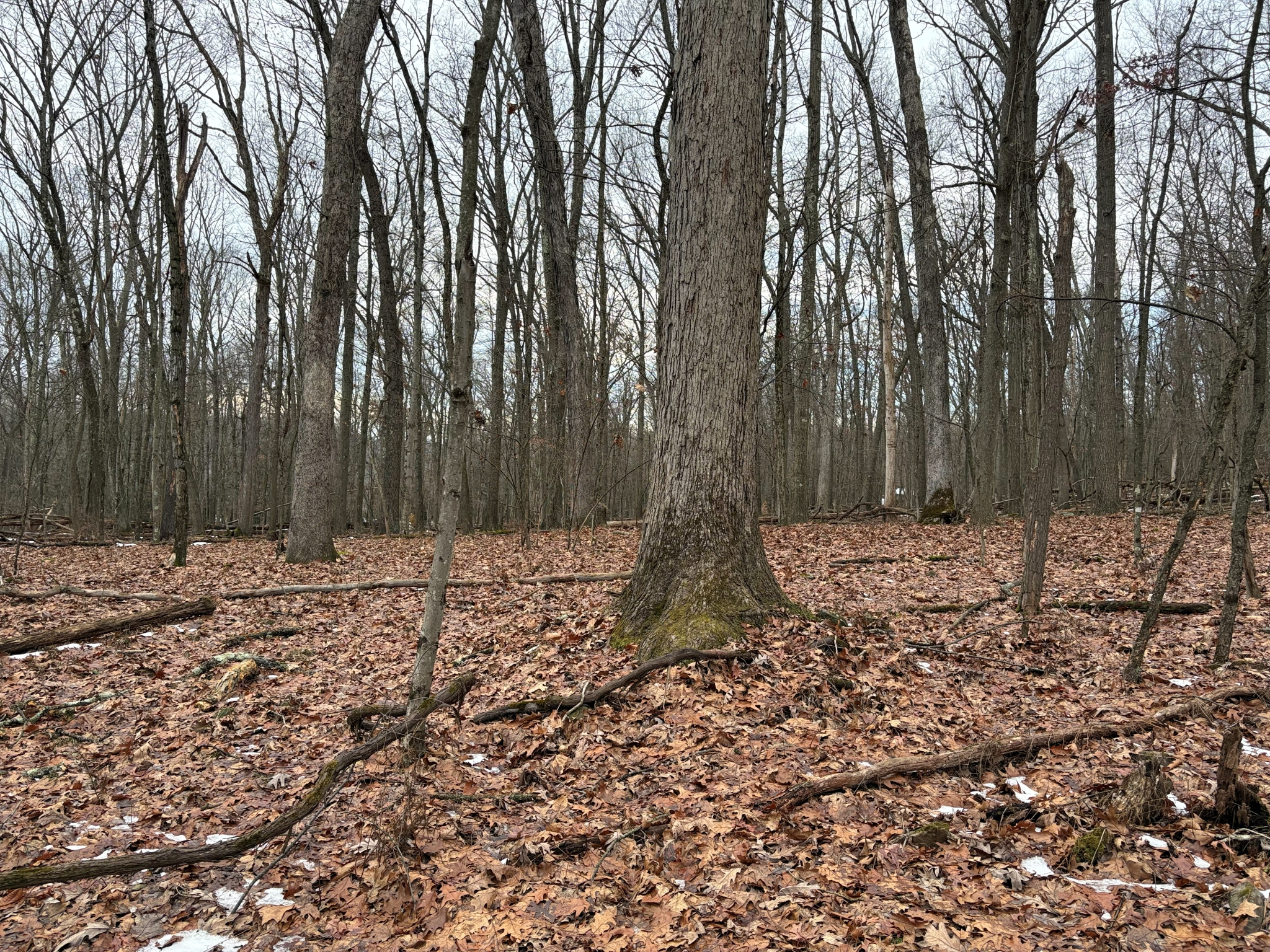 Listing Image 86
