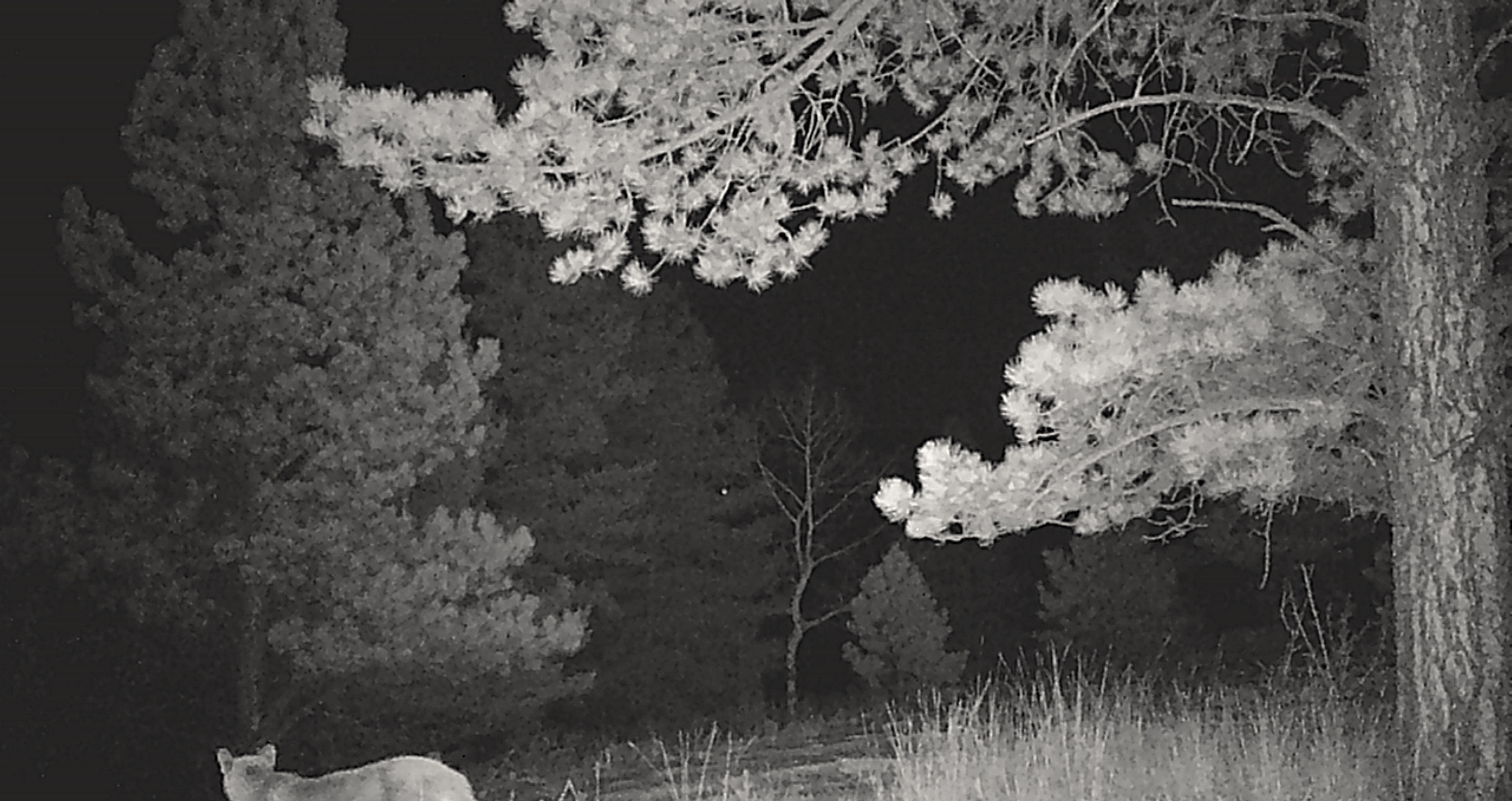 Listing Image 60