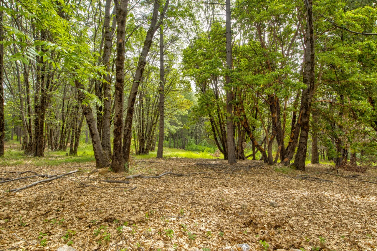 Foresthill Divide