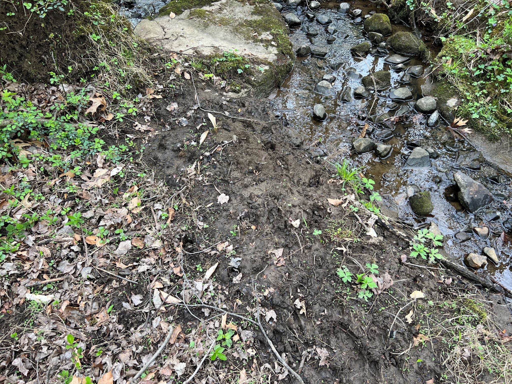 Etown Woodlands