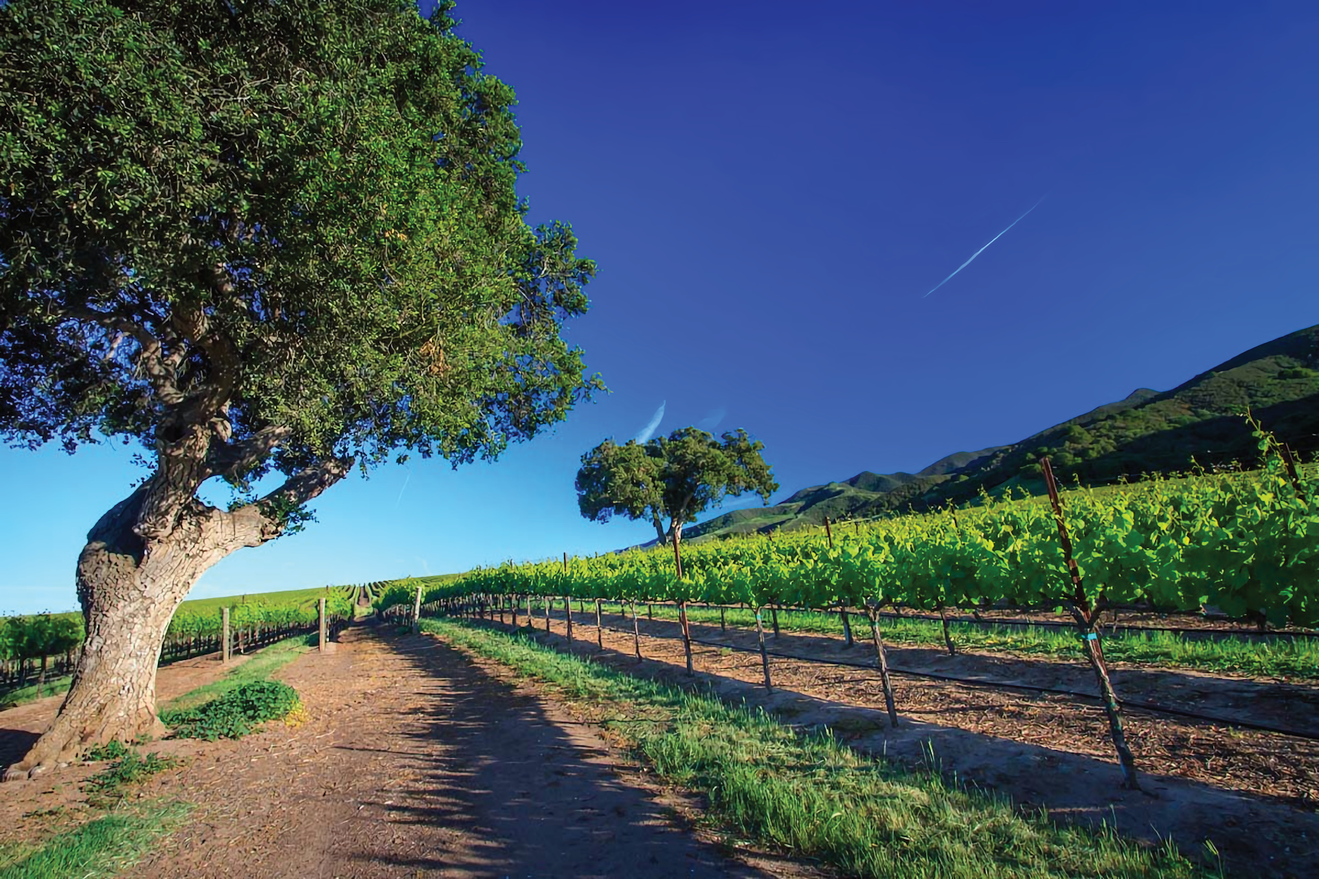 Boekenoogen Santa Lucia Highlands Vineyard