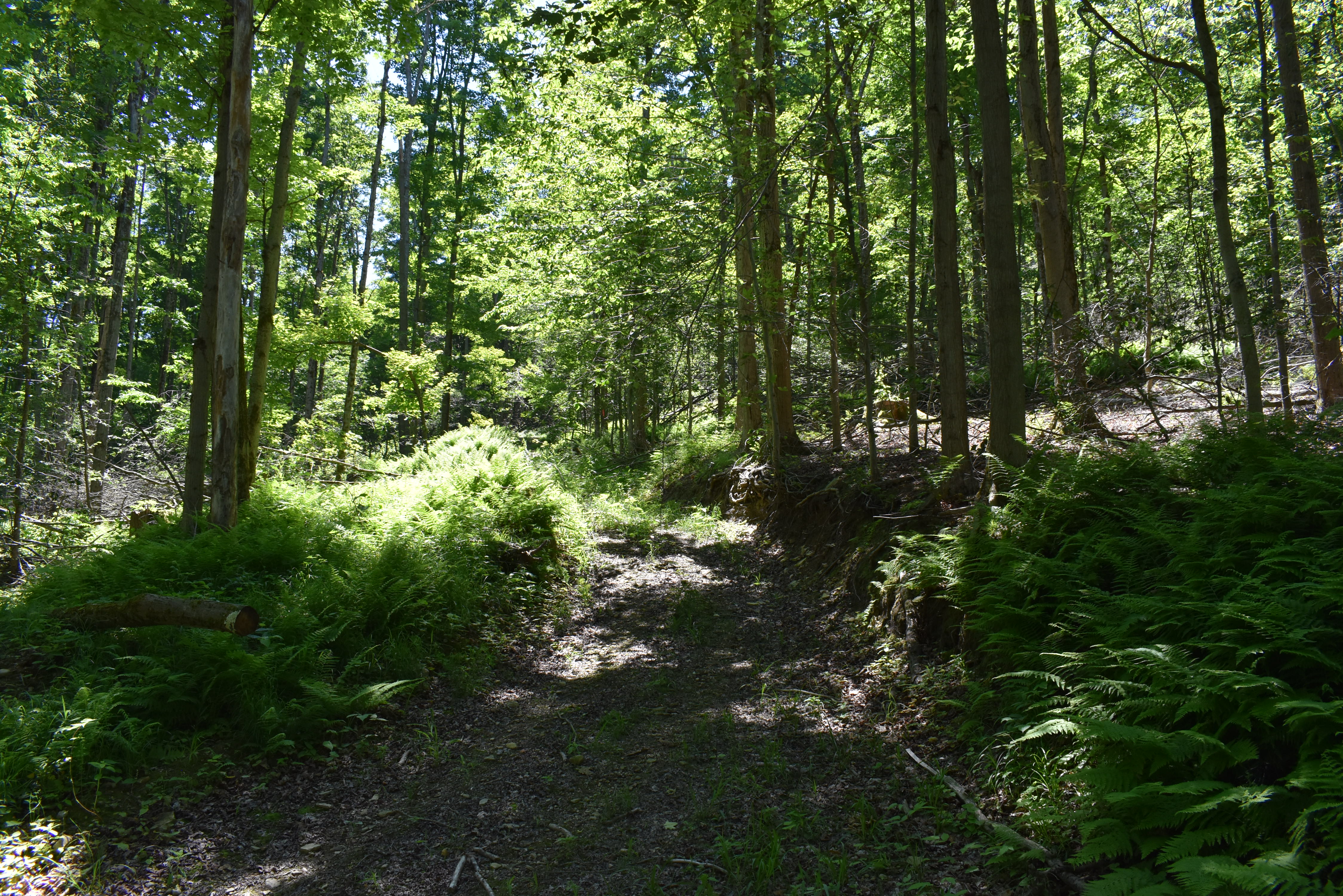 Fabulous Farrington Hollow