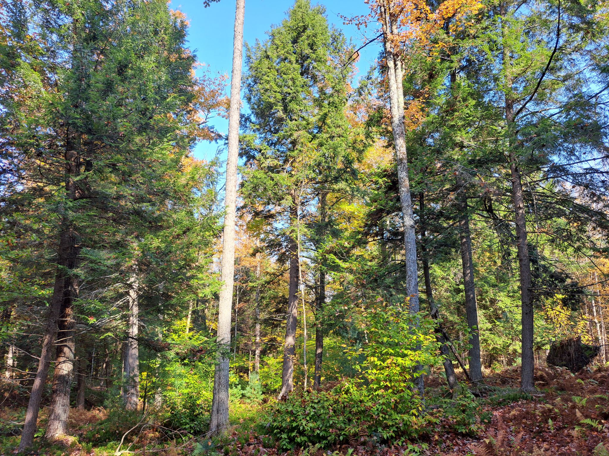 Listing Image 56