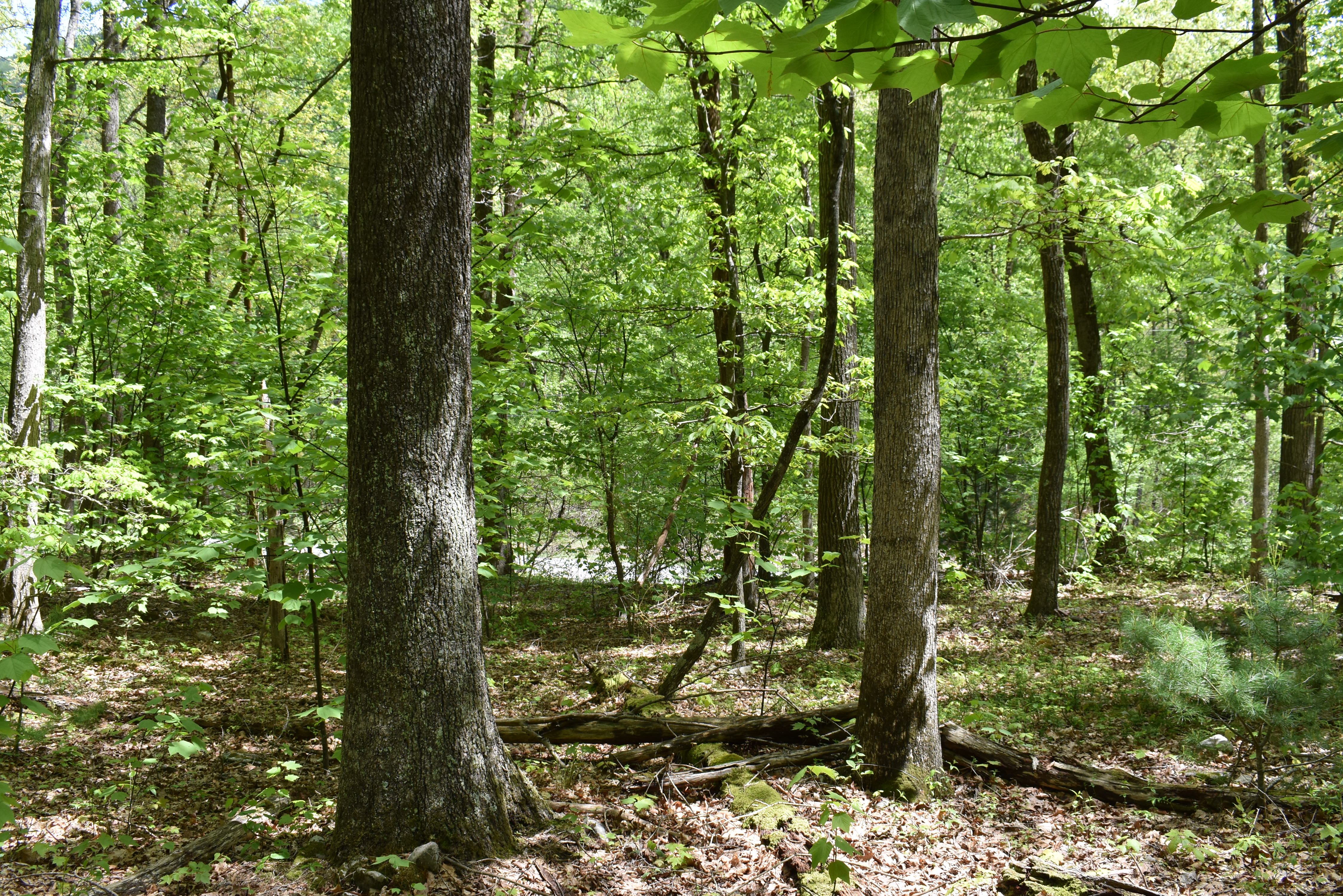 Grugan Hollow
