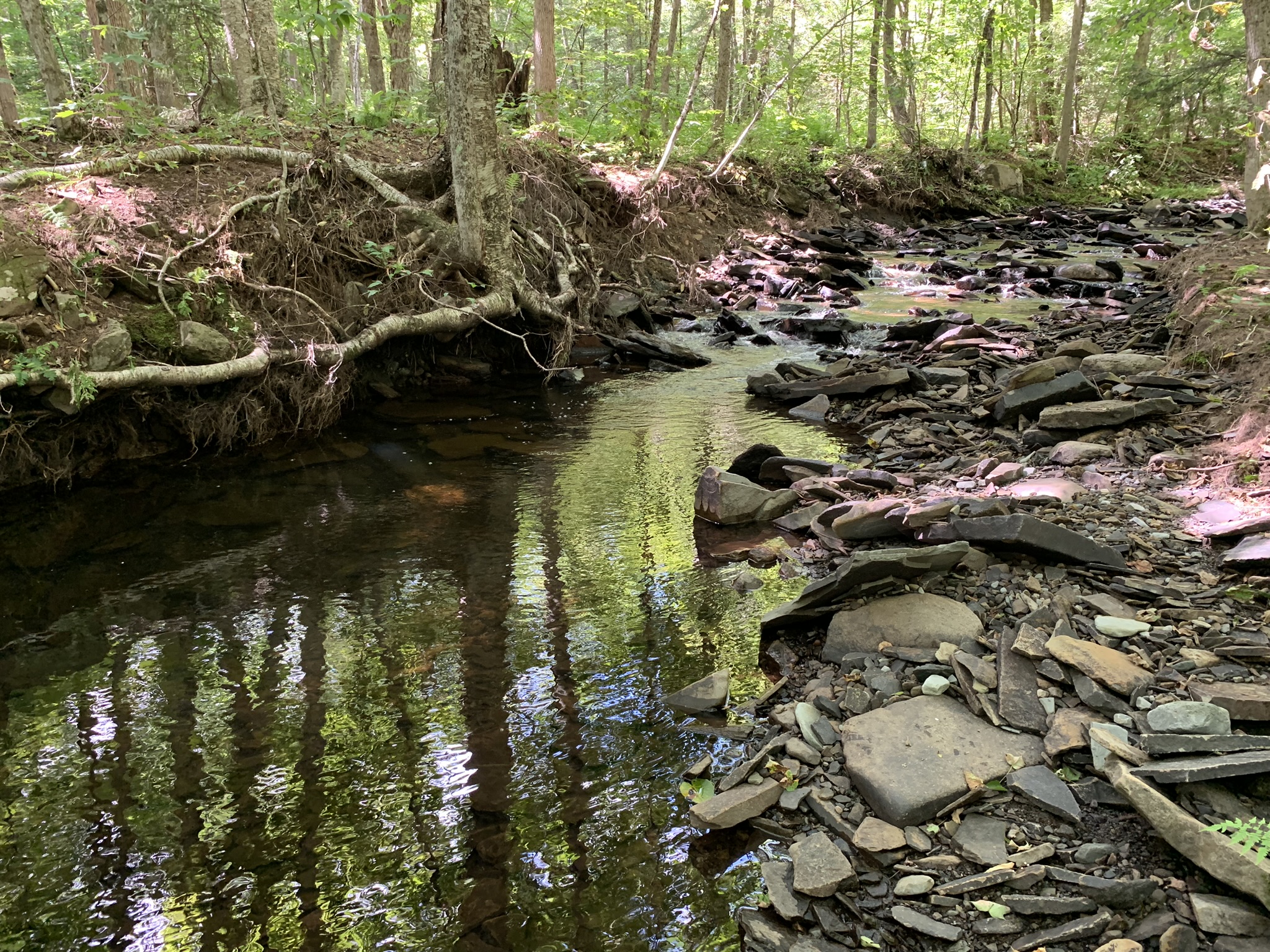 Lyman Brook Forest