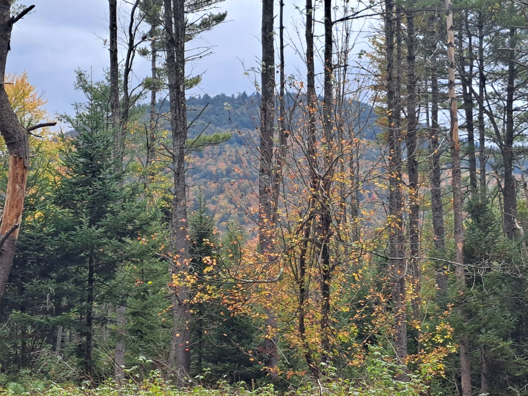 Hudson River Woods & Water