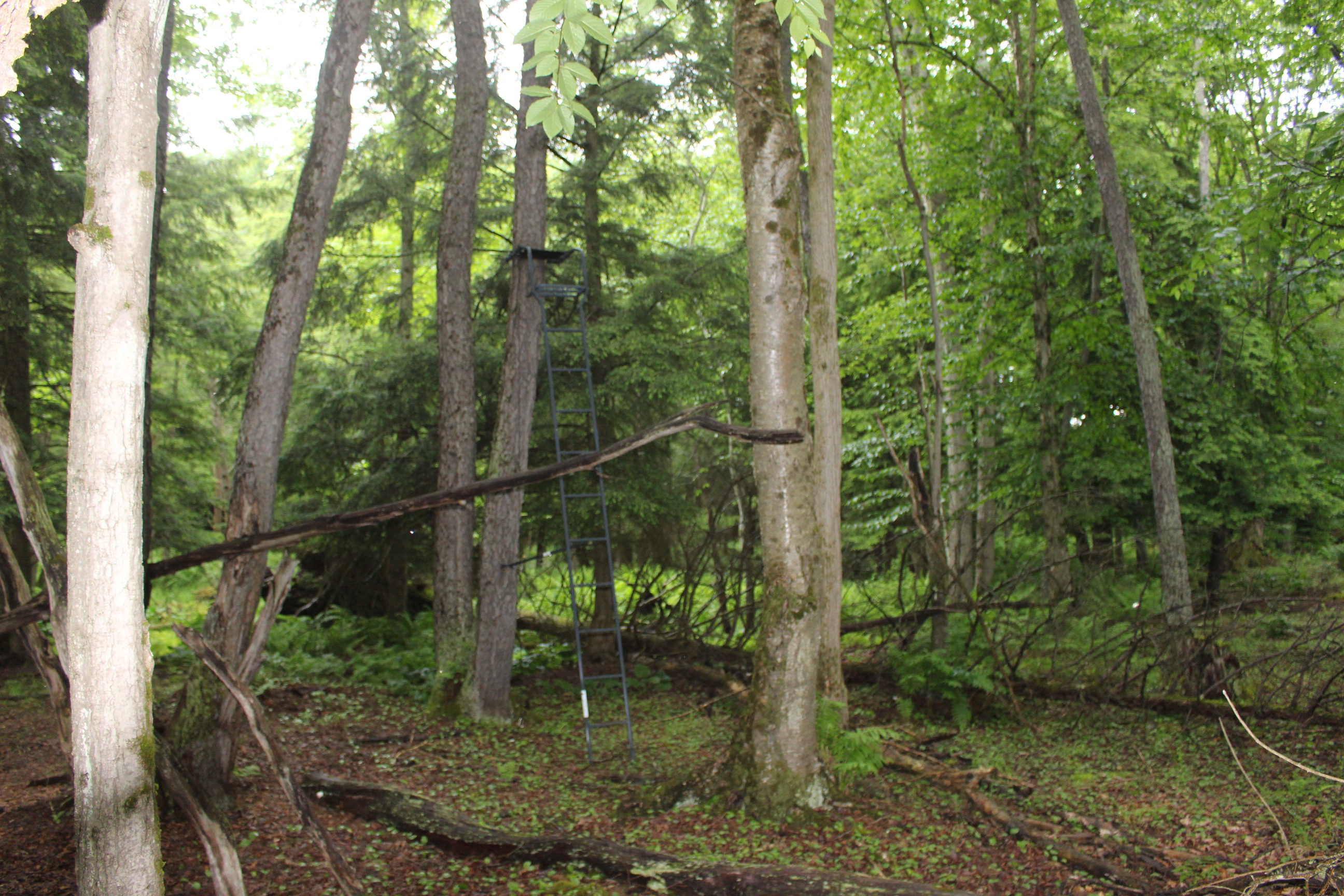 Dodge Creek