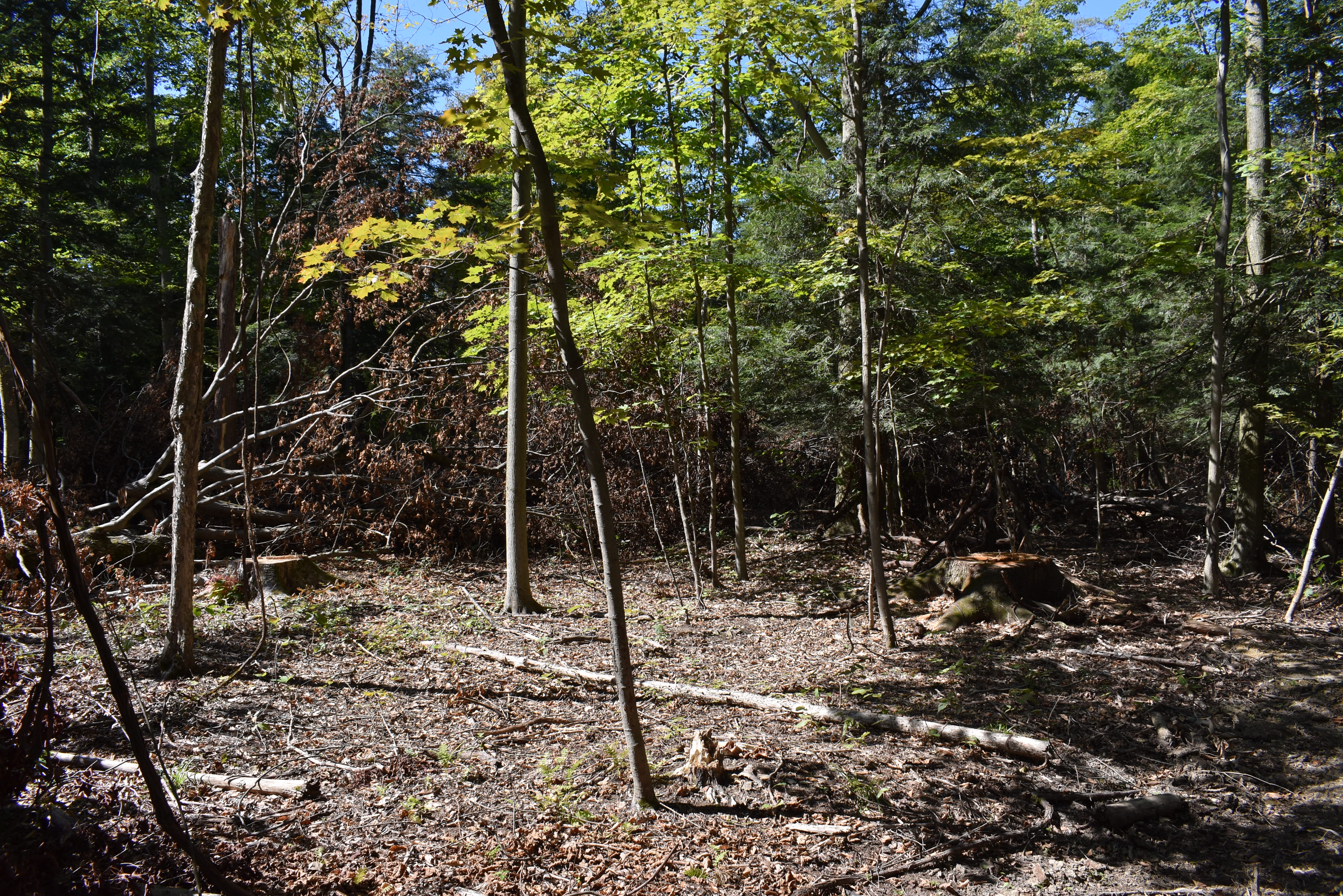 Hunter's Hidden Treasure