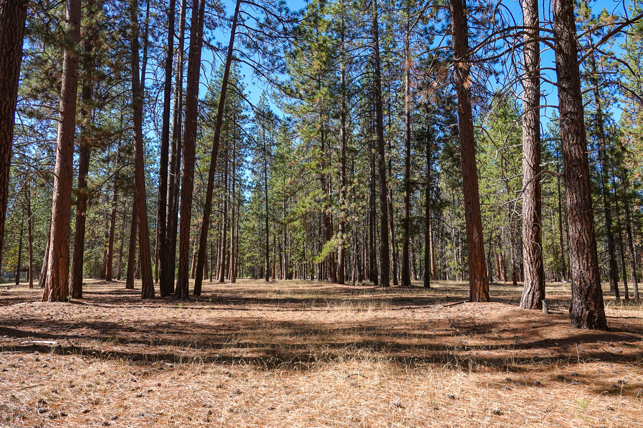 Mountain View Meadow