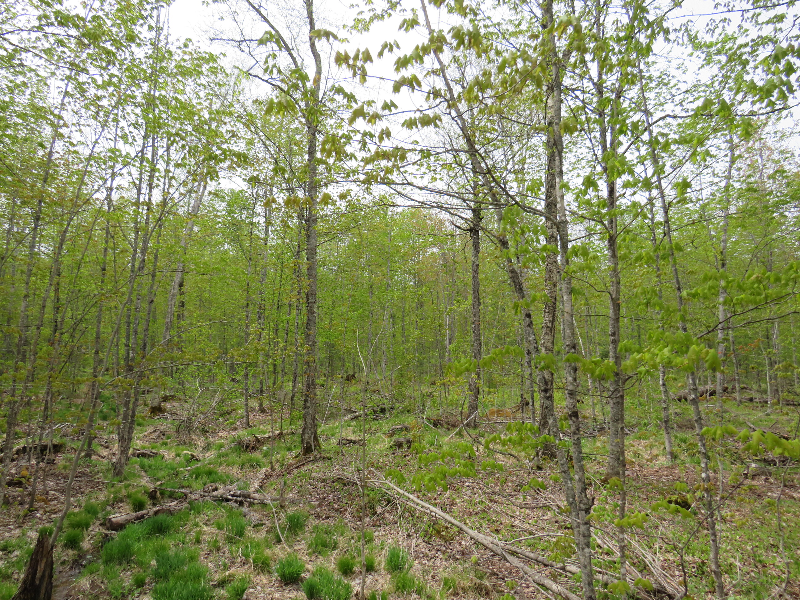 Michigan Recreational Property 50165363