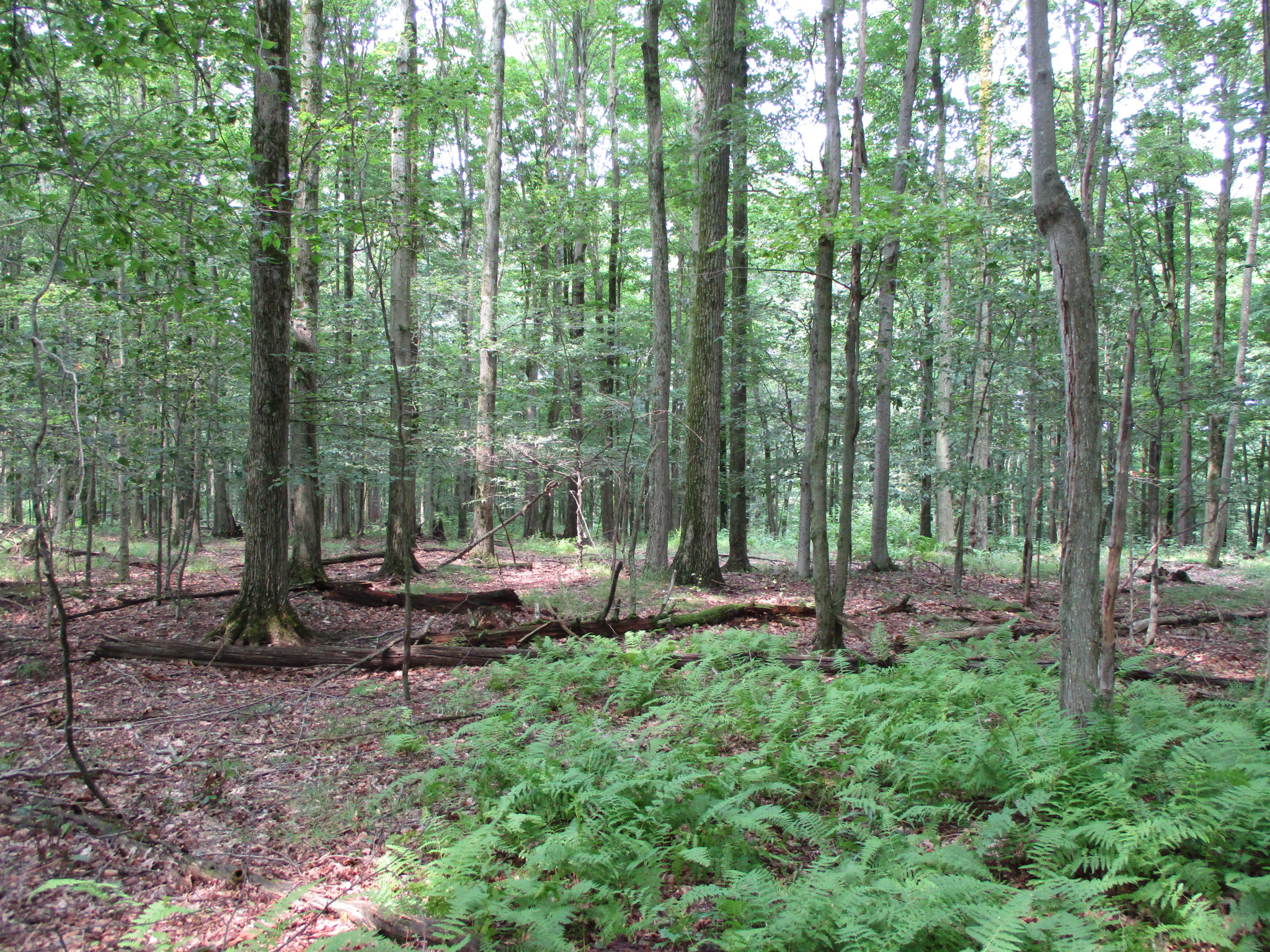 Listing Image 47