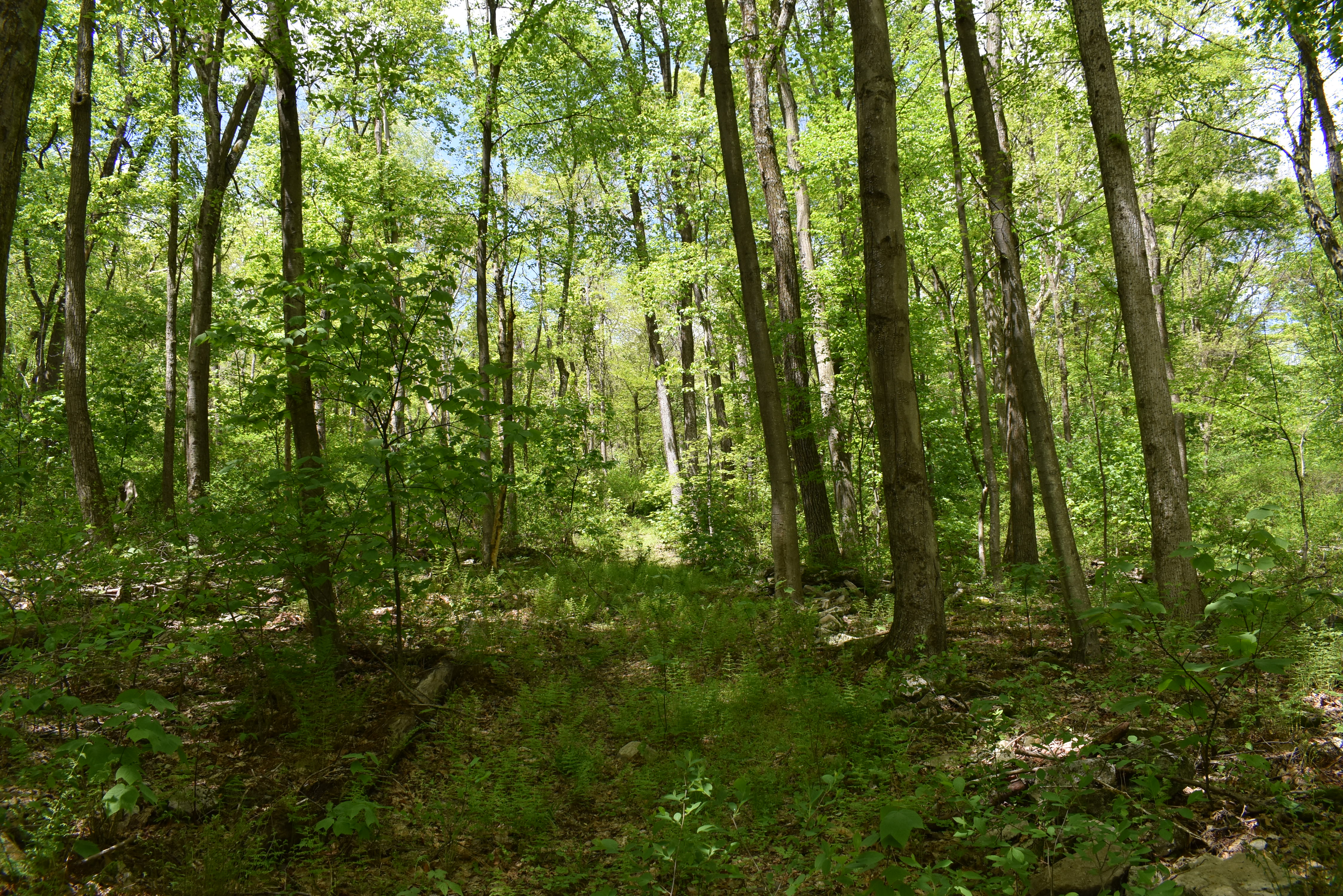 Grugan Hollow
