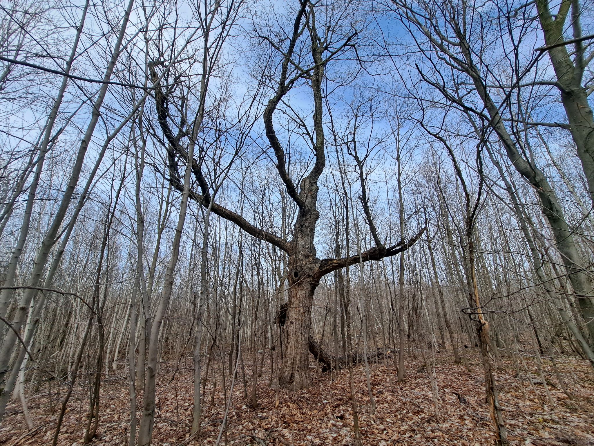 Listing Image 51