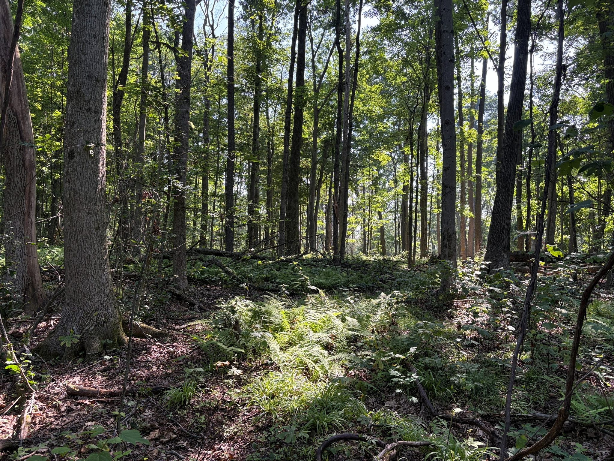 Listing Image 14