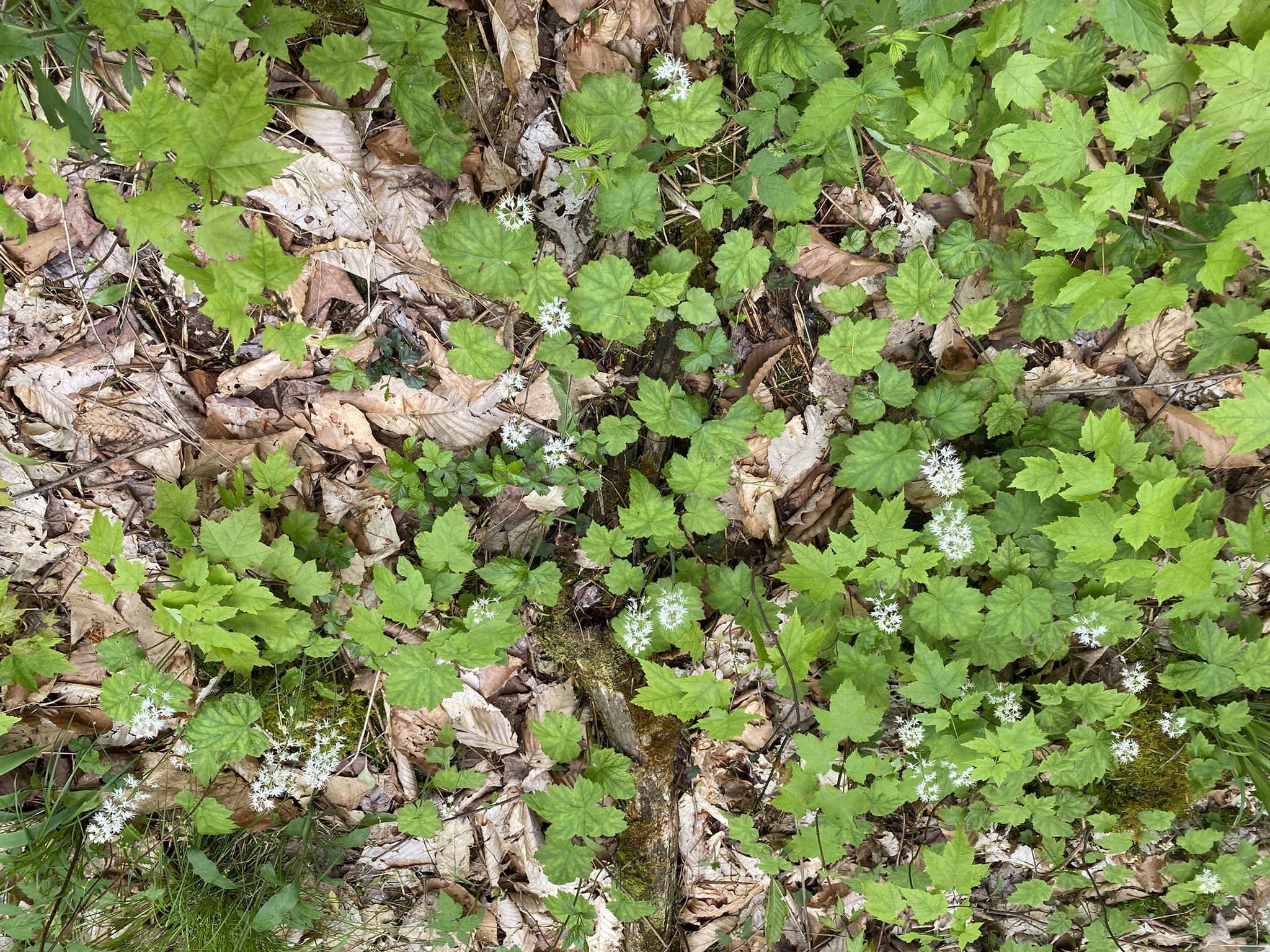 Little Salmon River Country