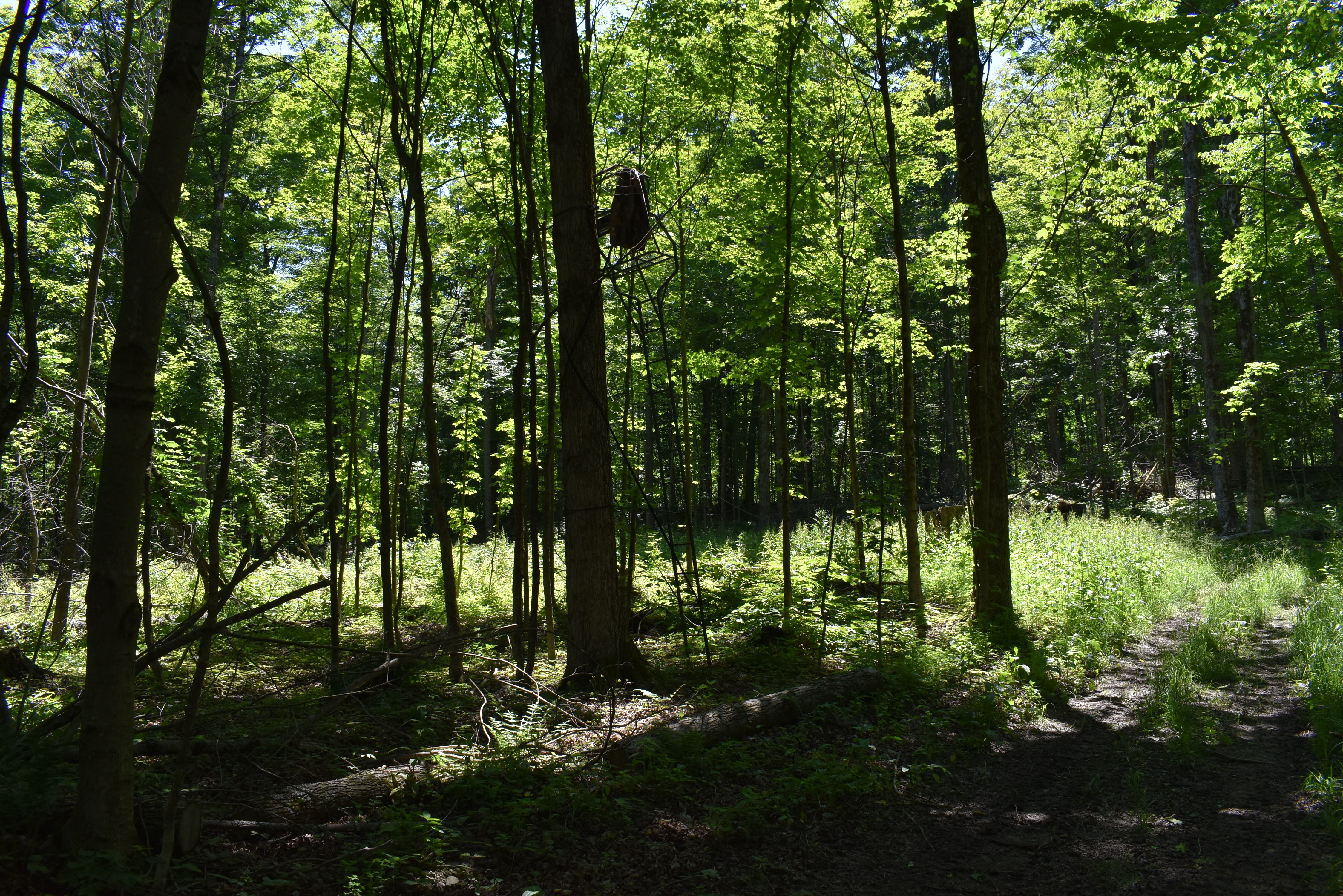 Fabulous Farrington Hollow