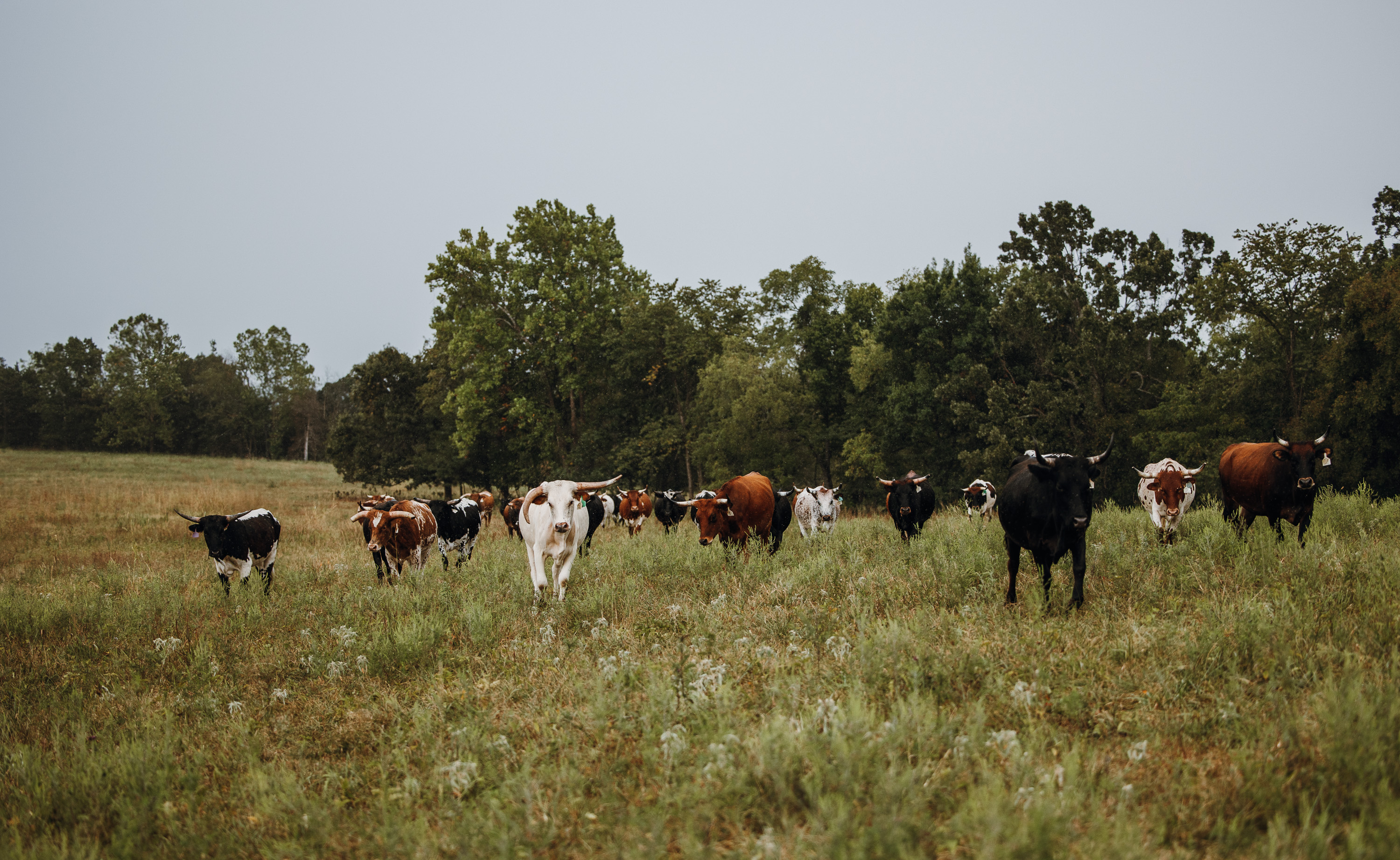 Twin Creek Farm