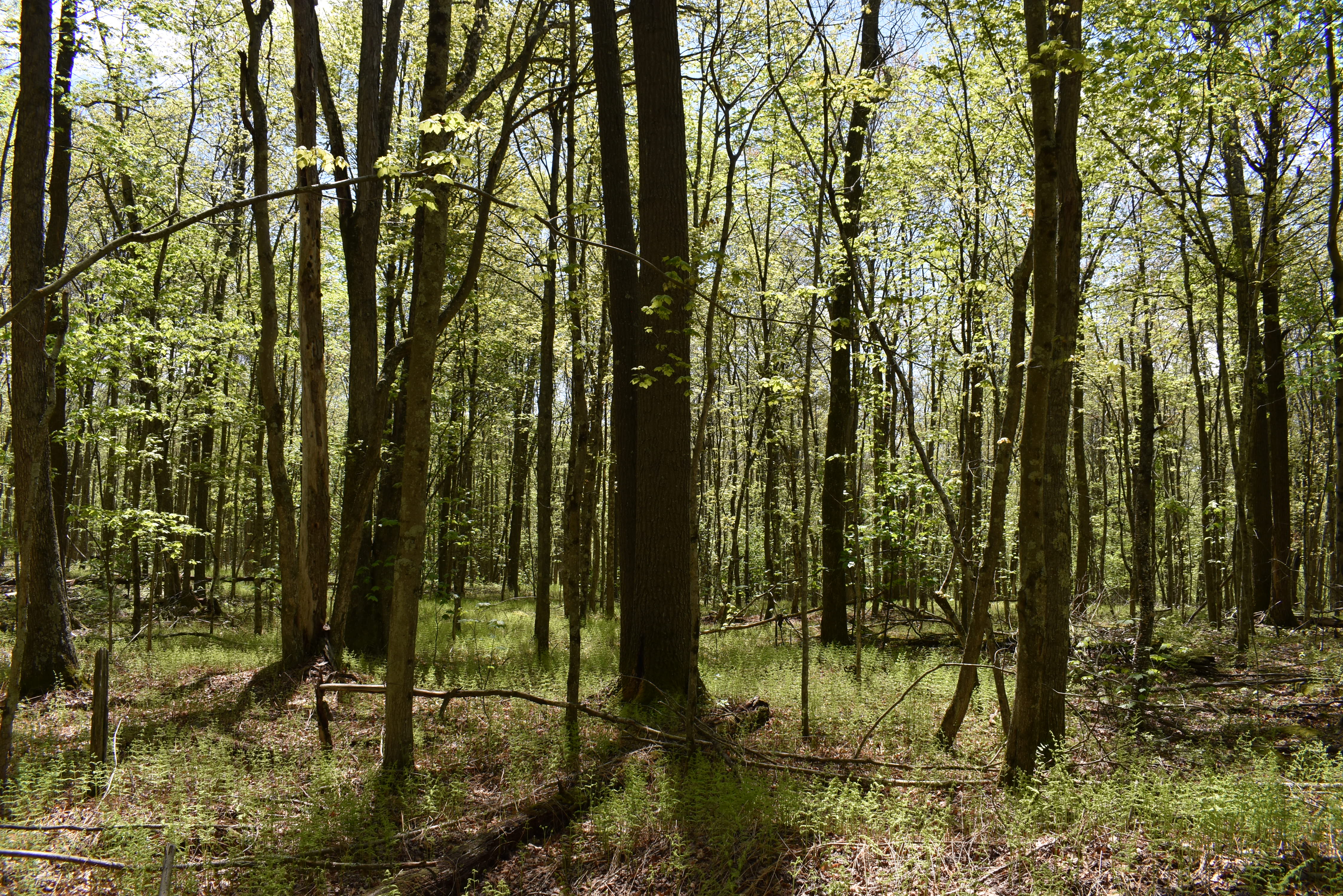 Grugan Hollow