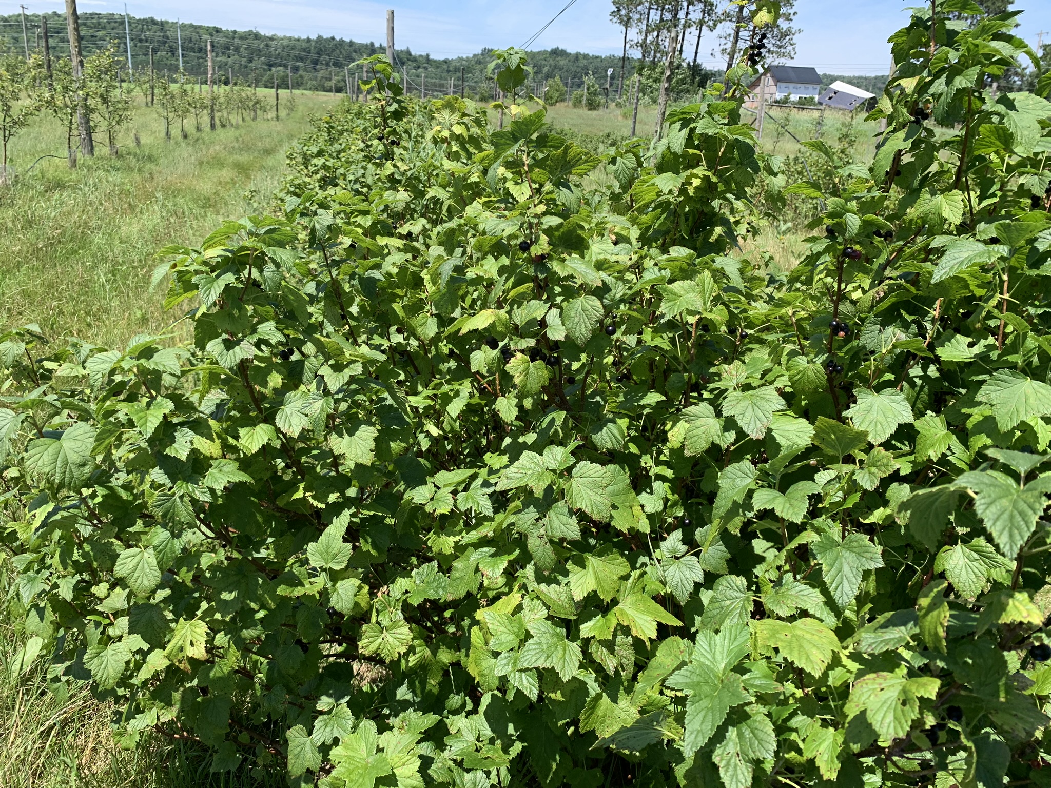 Listing Image 32