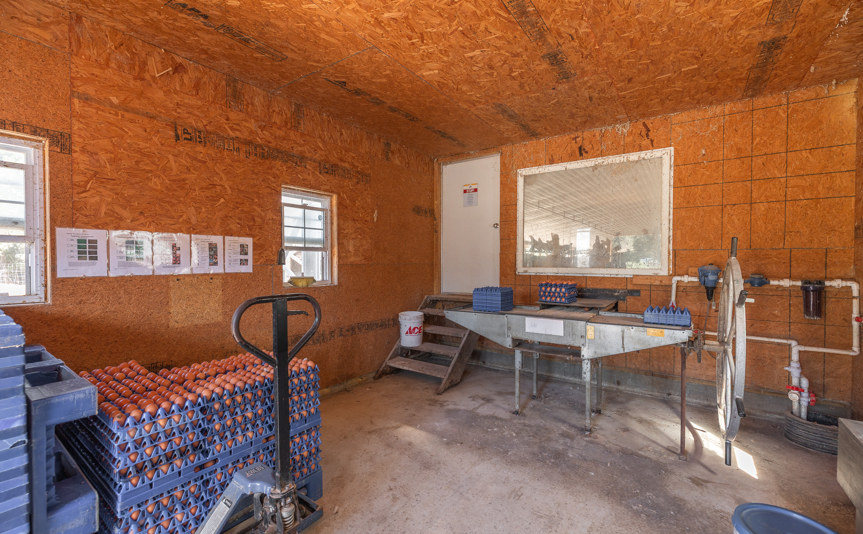 Cage Free Chicken Farm