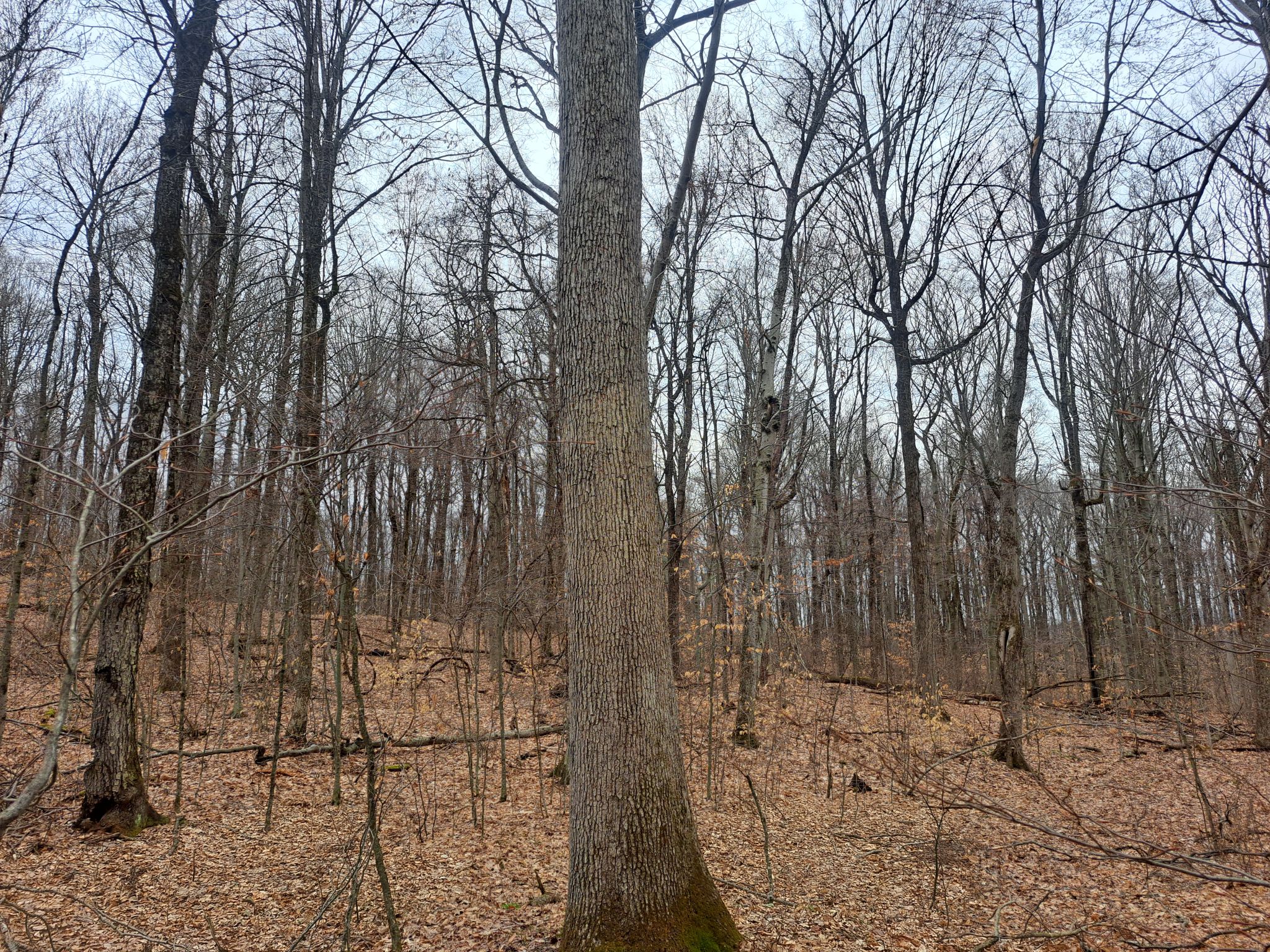 Listing Image 45