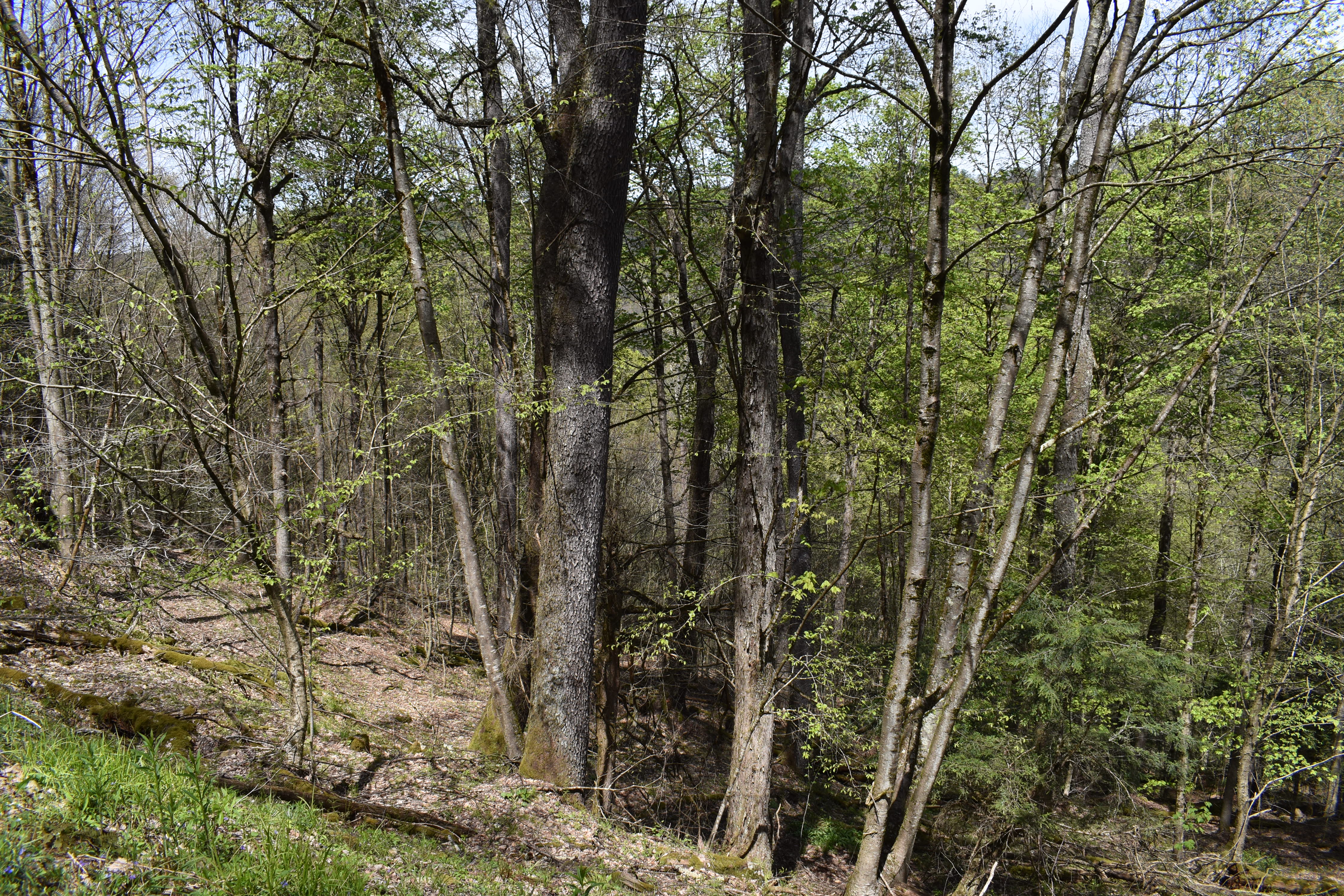 Listing Image 7