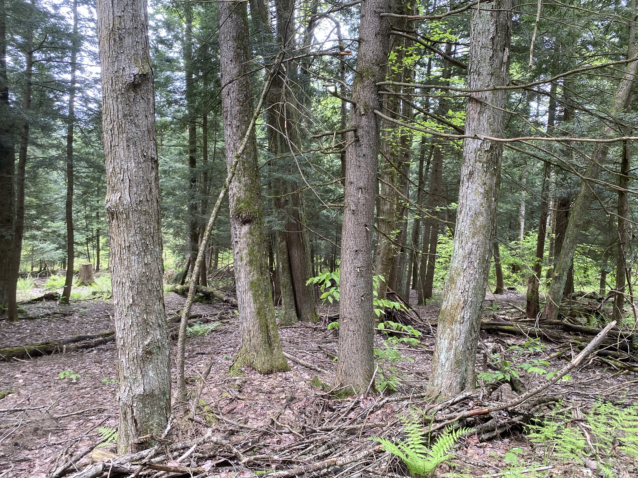 Little Salmon River Country