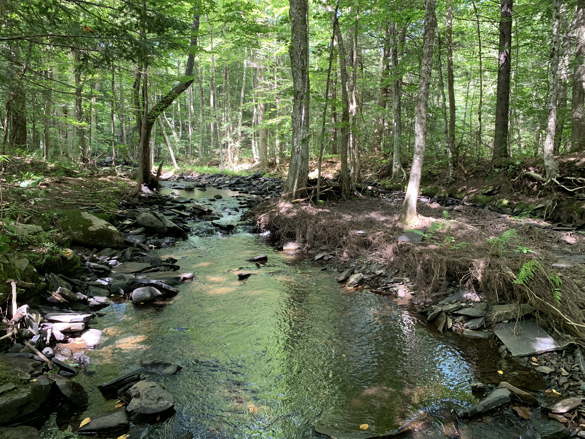 Lyman Brook Forest
