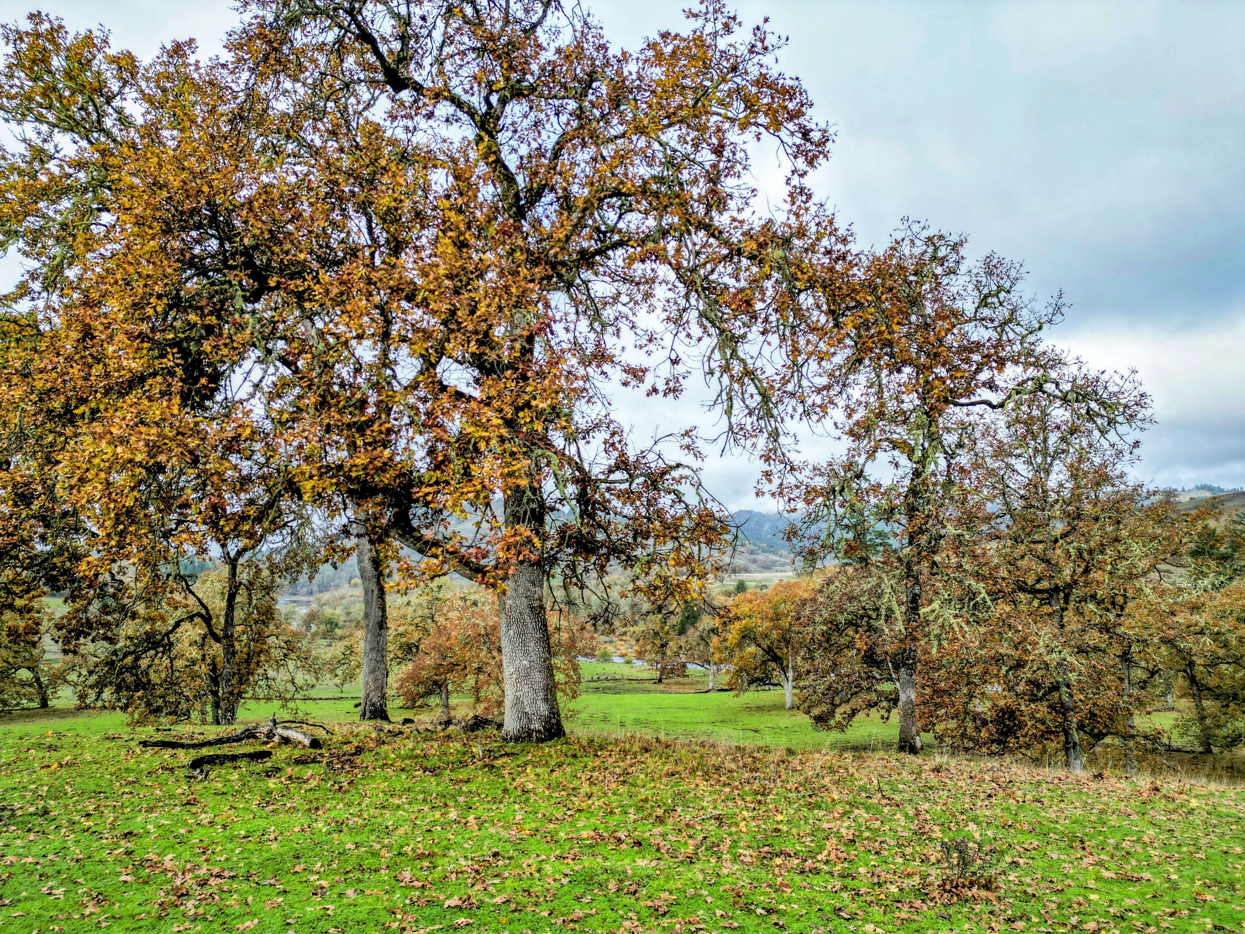 Carlin Ranch - Historical Listing