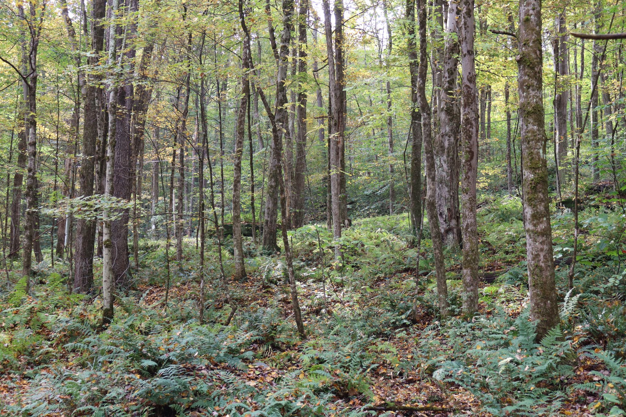Listing Image 29