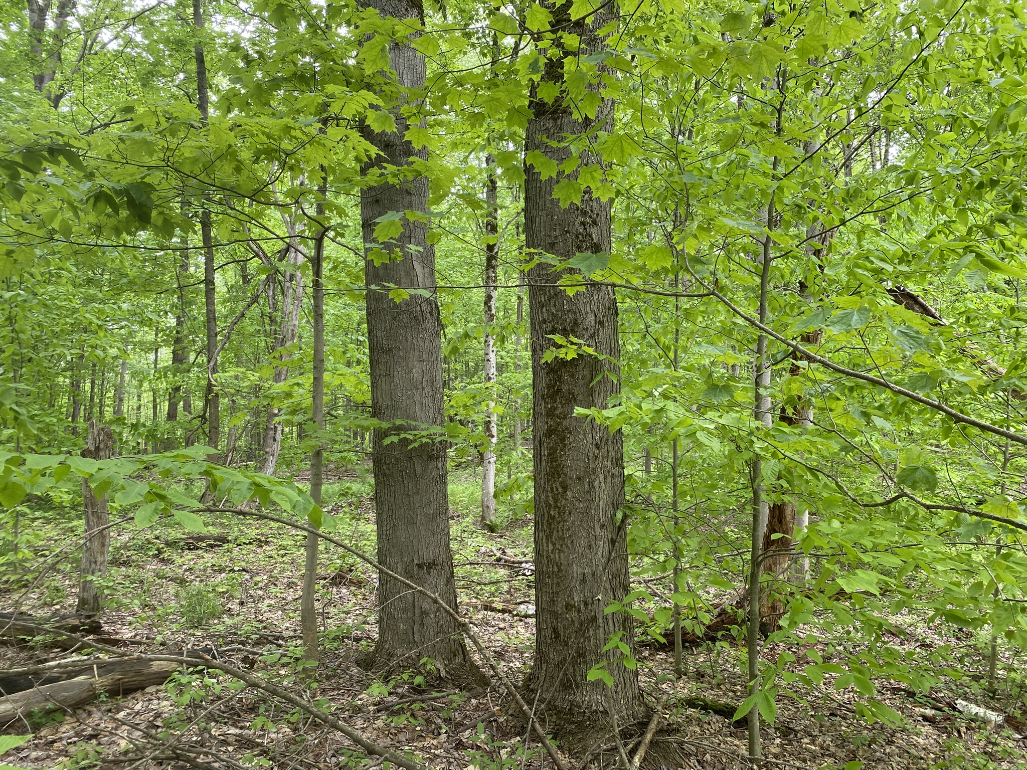 Little Salmon River Country