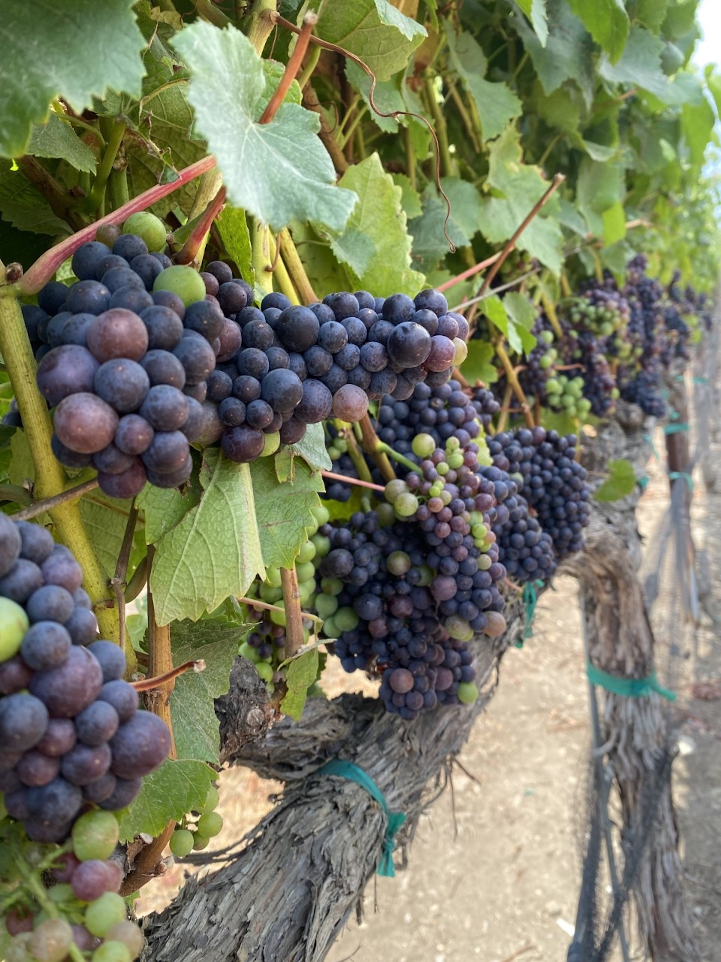 Boekenoogen Santa Lucia Highlands Vineyard