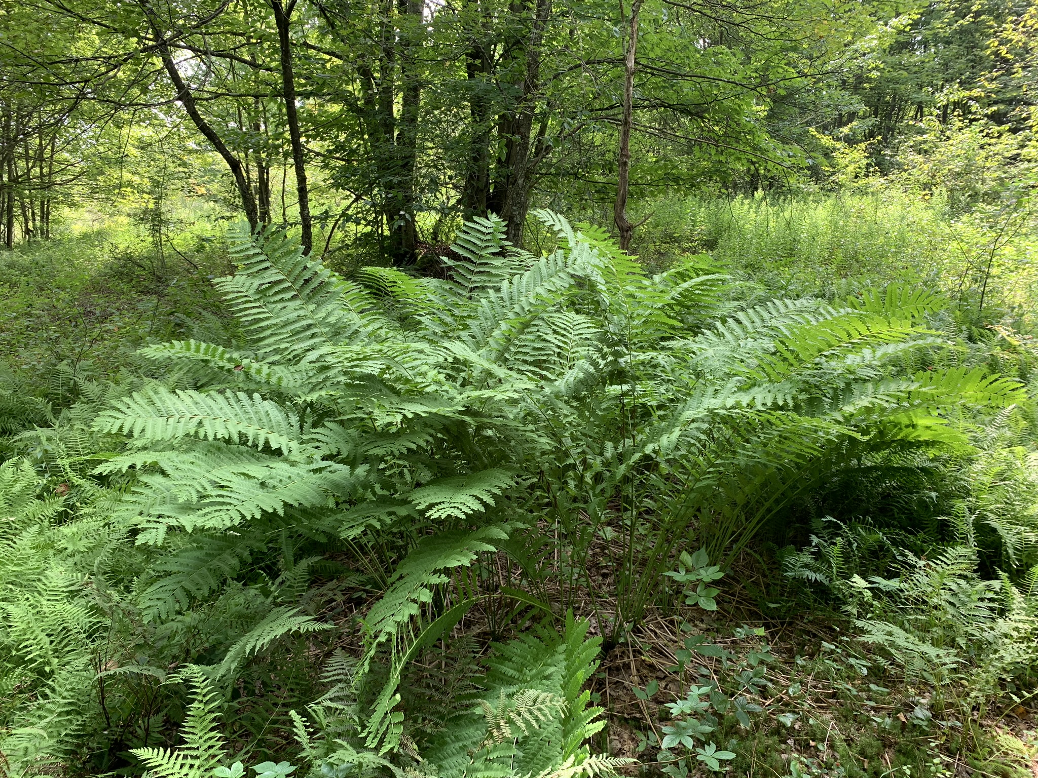 Lyman Brook Forest