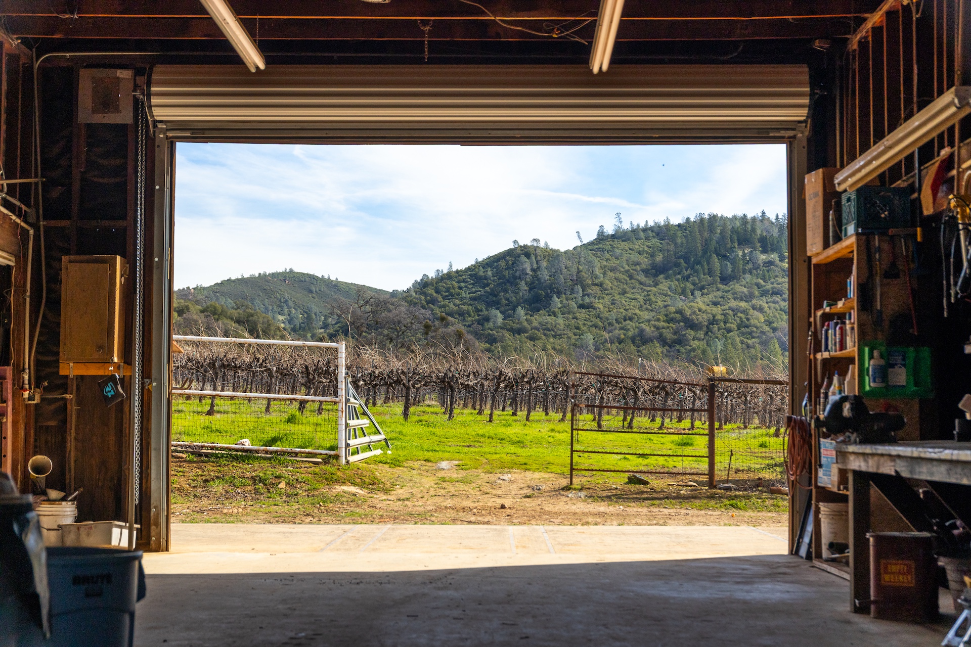 Chatom Vineyards
