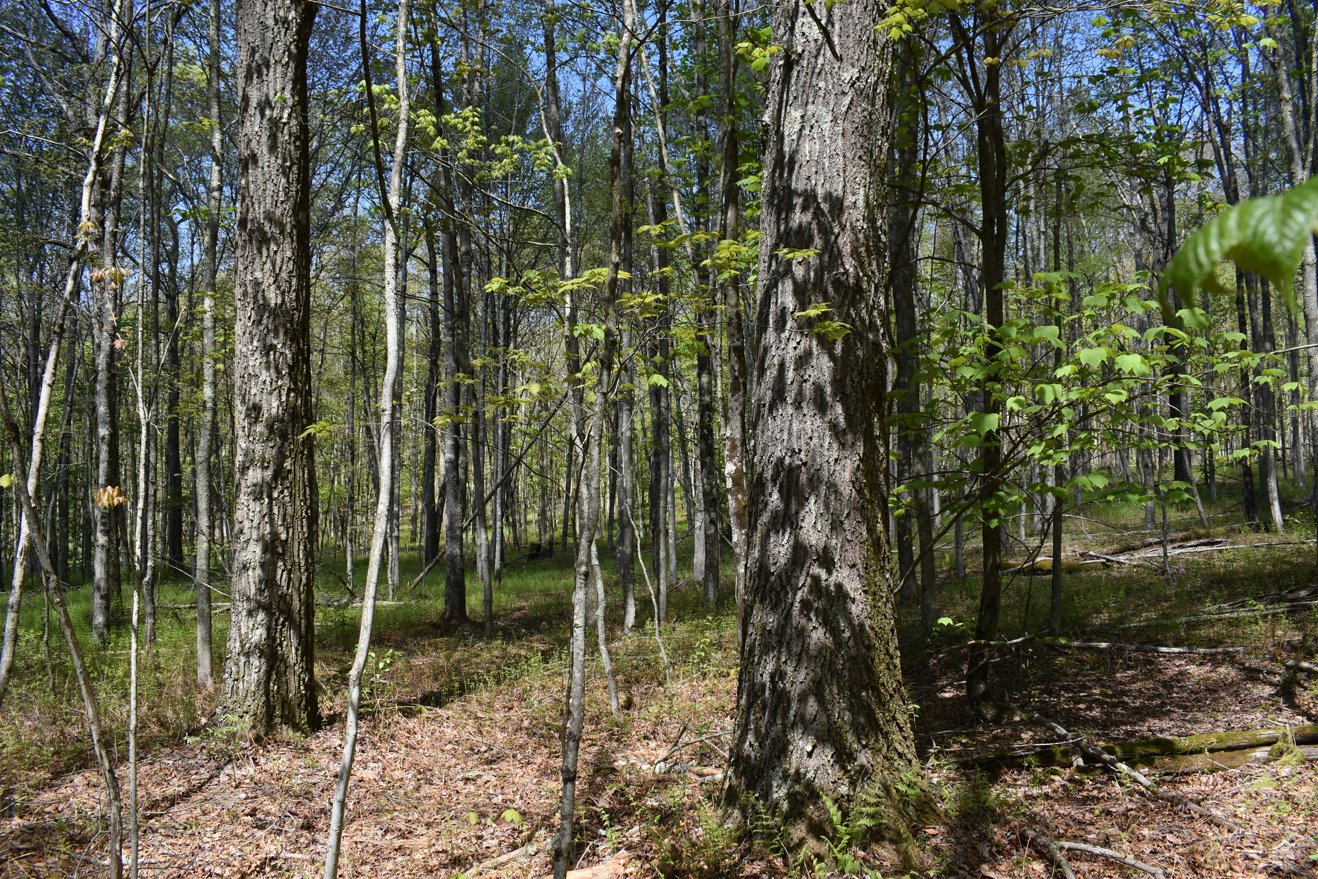 Grugan Hollow