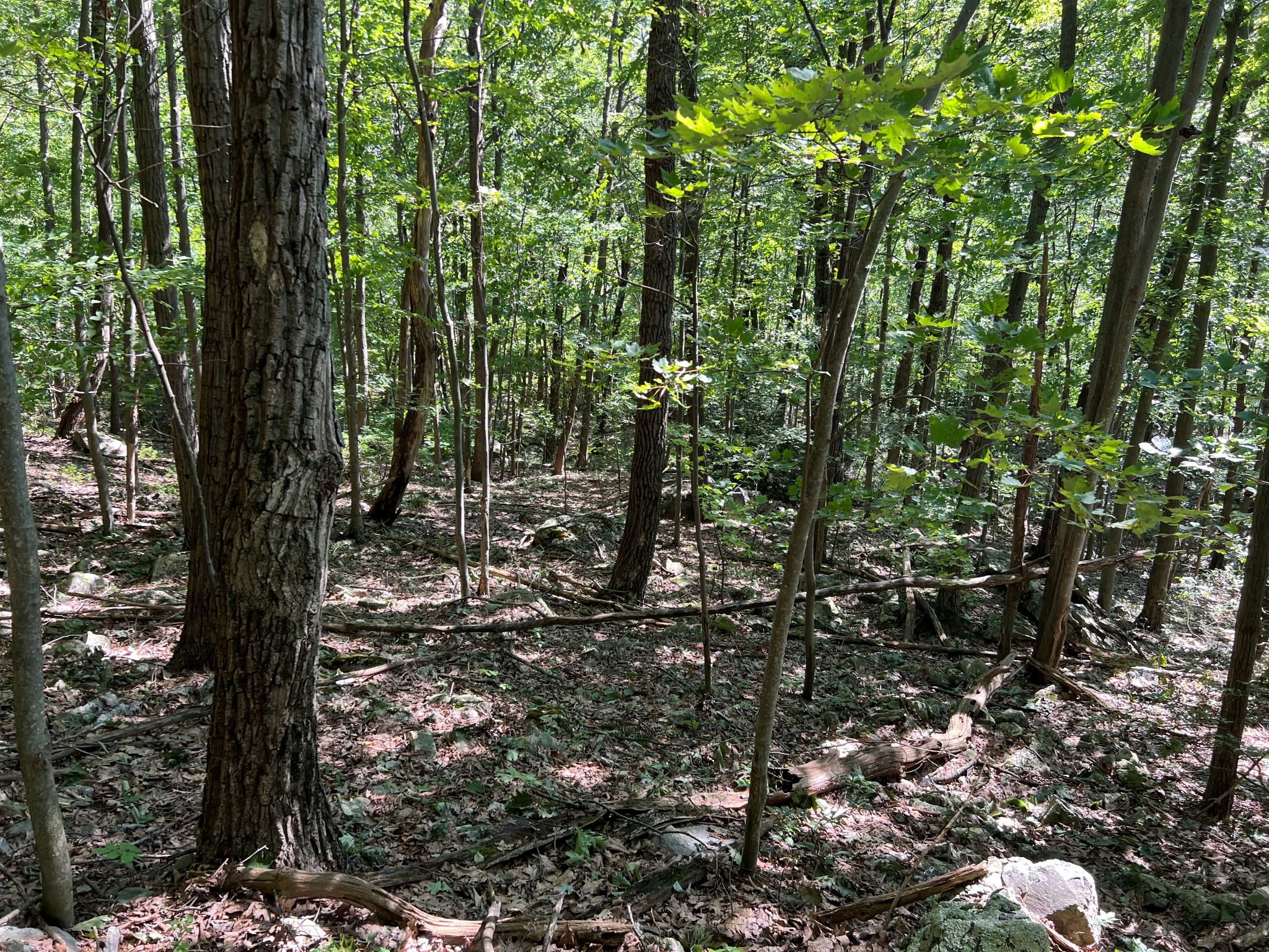 Pocono Area Gem
