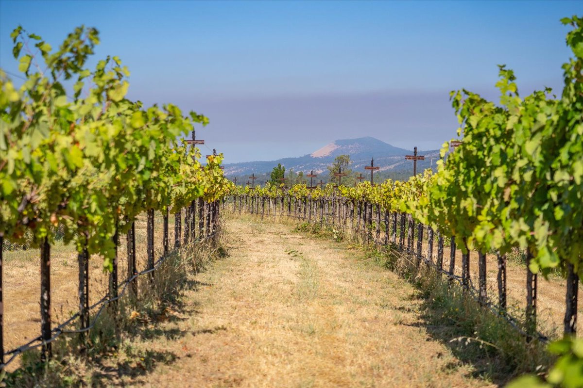 Alger Vineyards and More