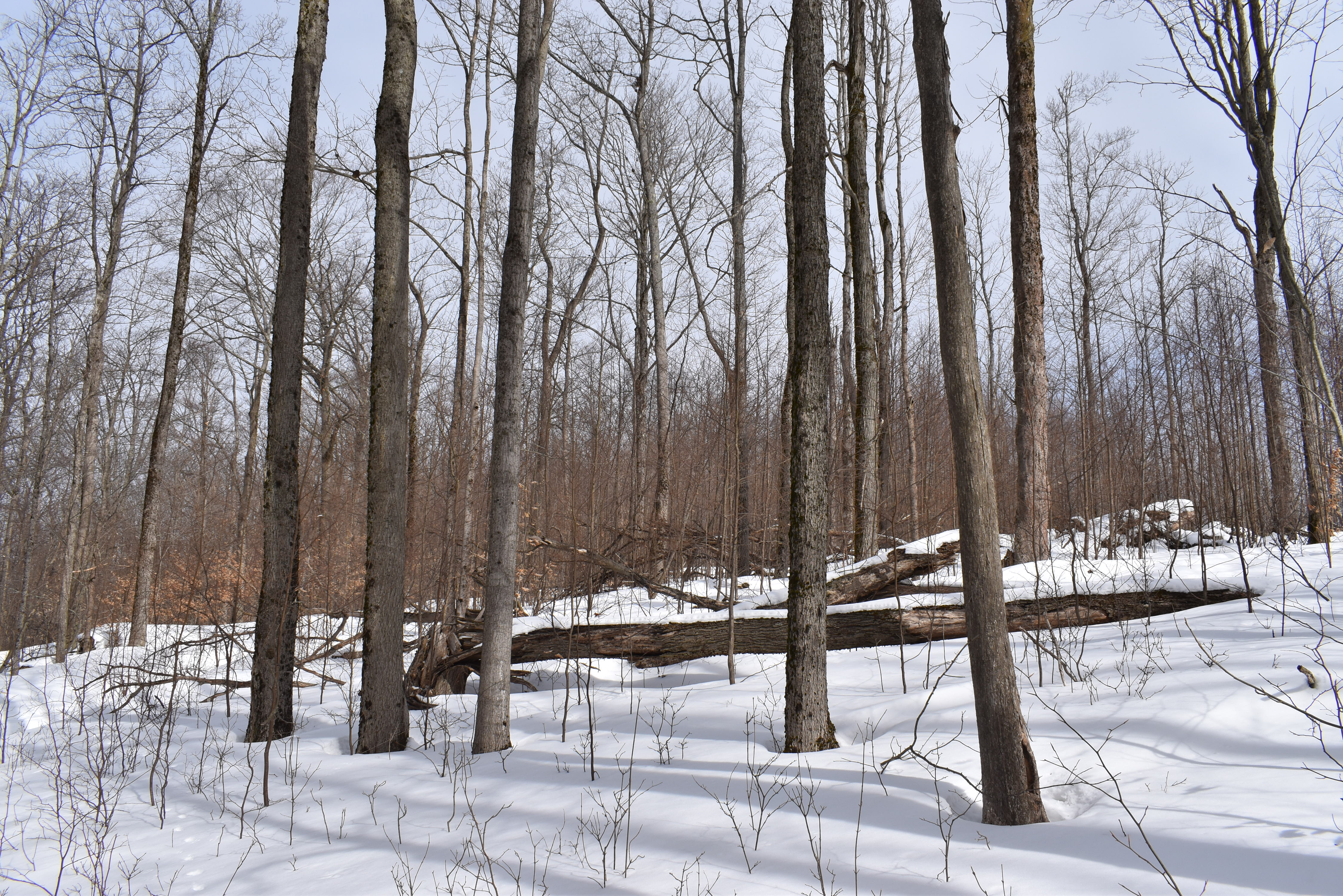 Morgan Hollow