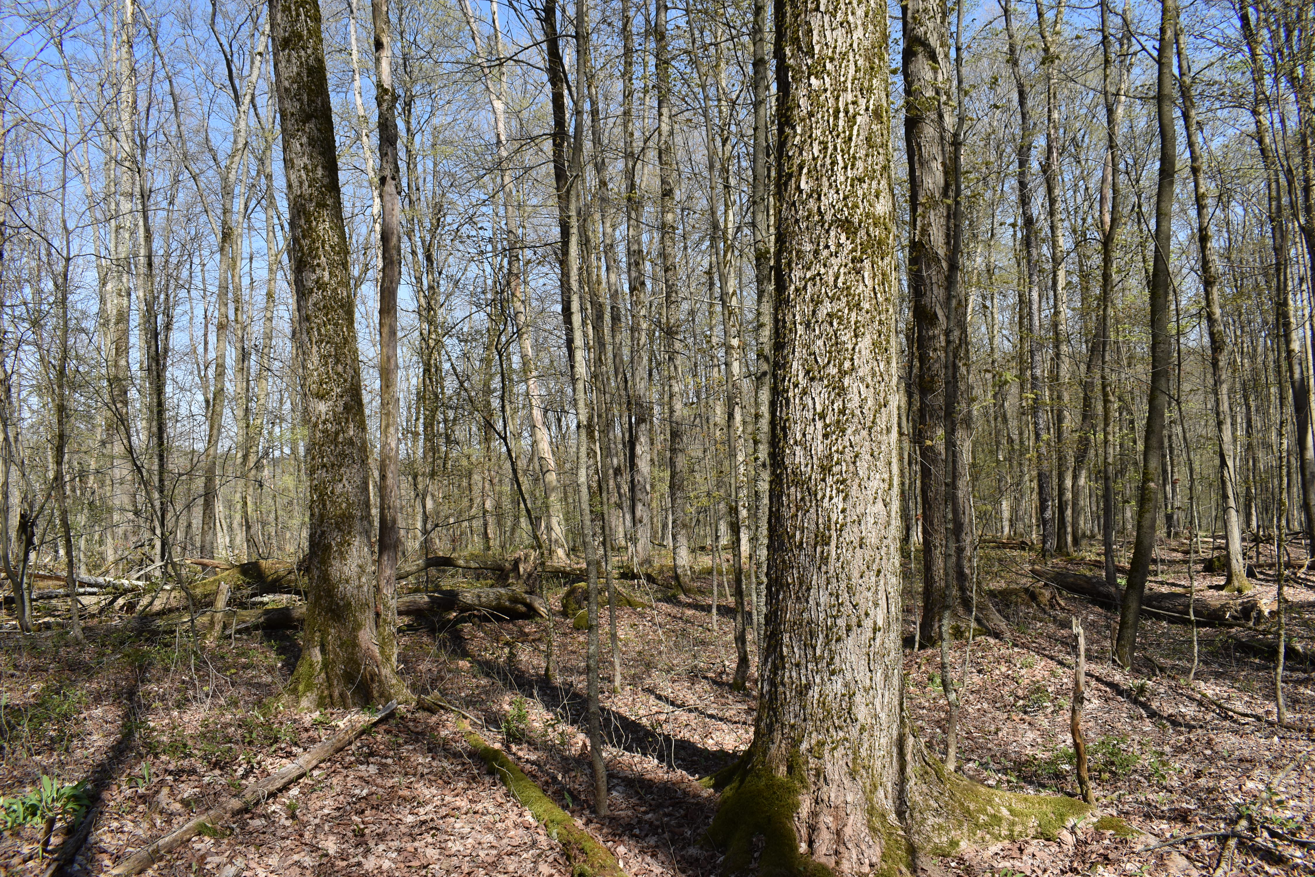 Listing Image 43