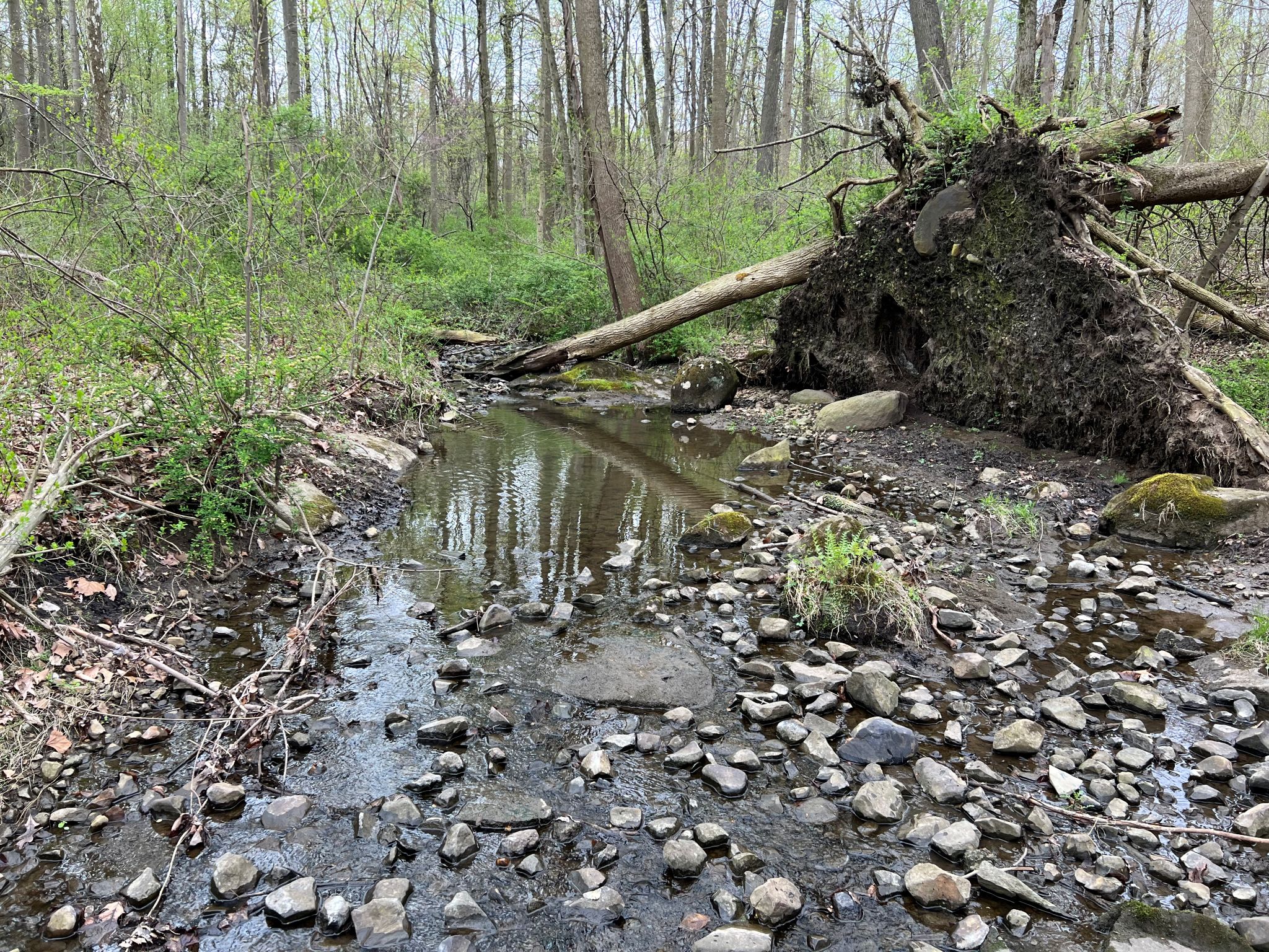 Etown Woodlands