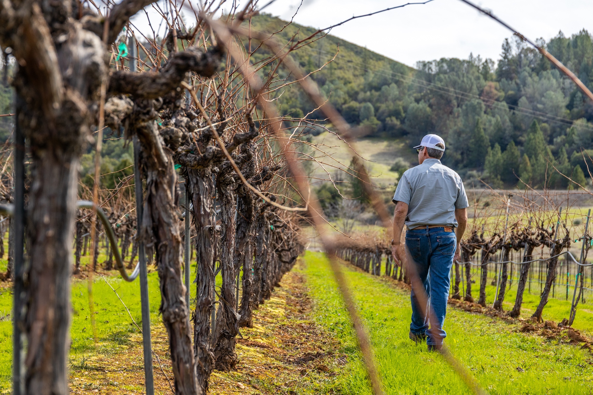 Chatom Vineyards