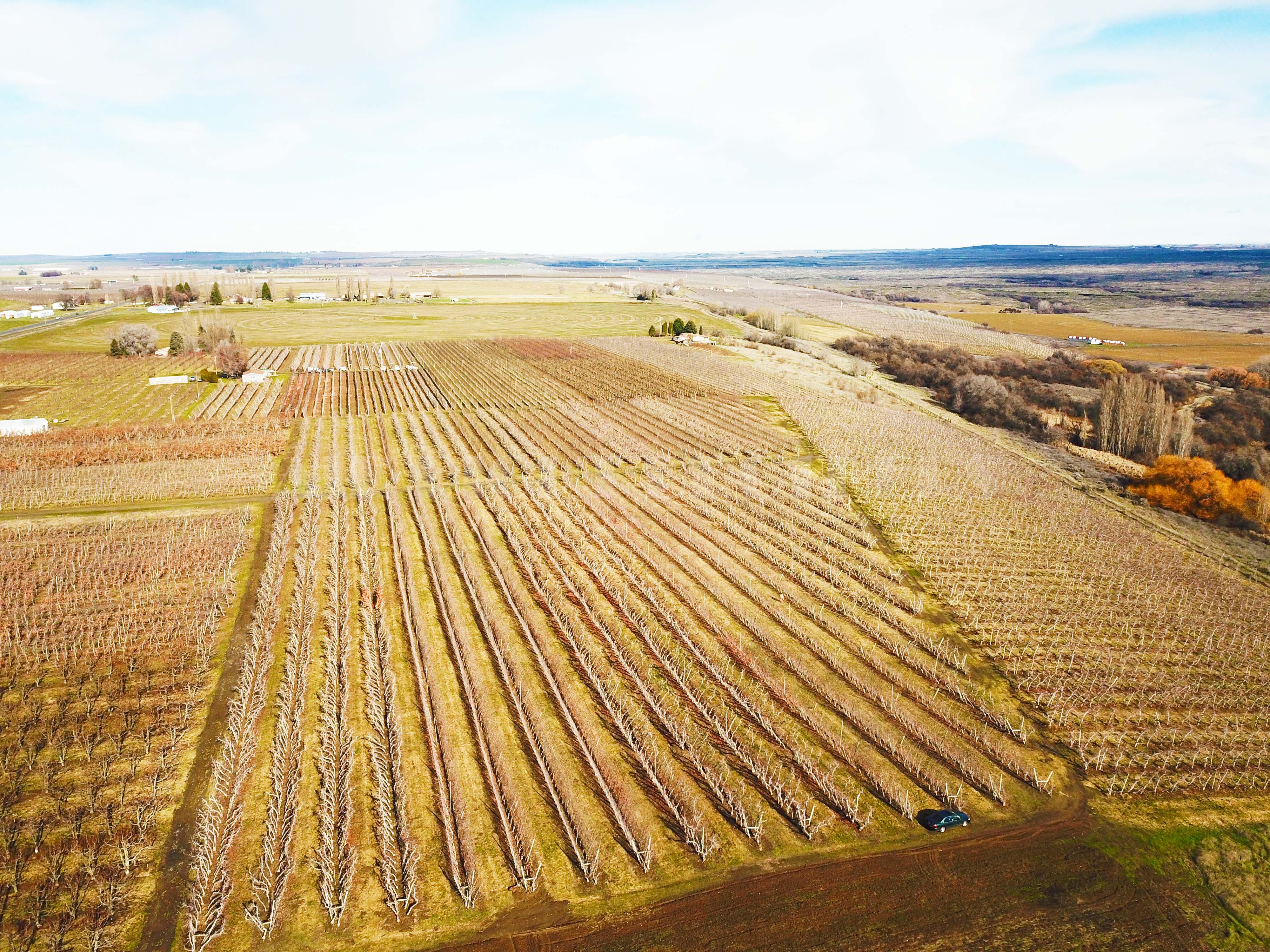 Best Price in County for Productive Orchard