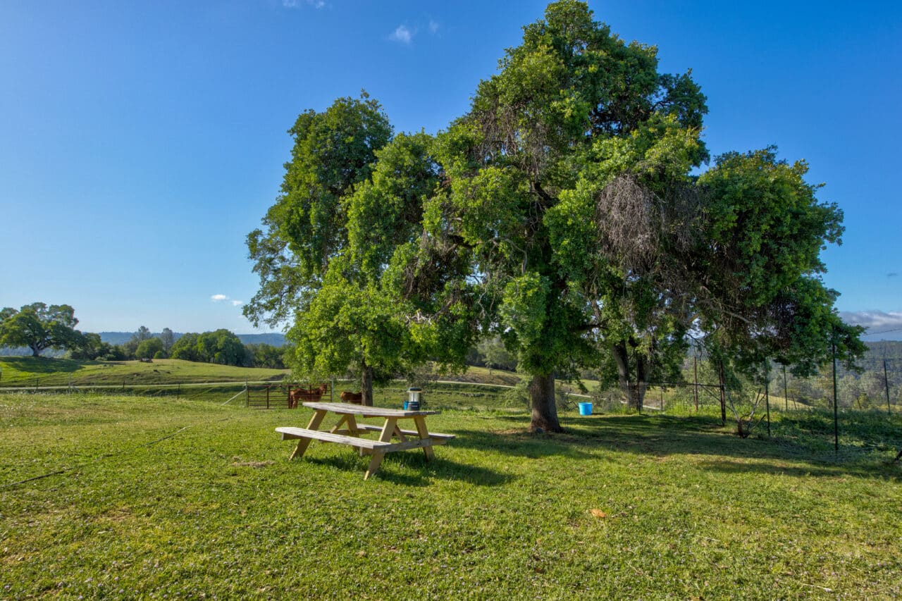 Trembath Mountain Vista